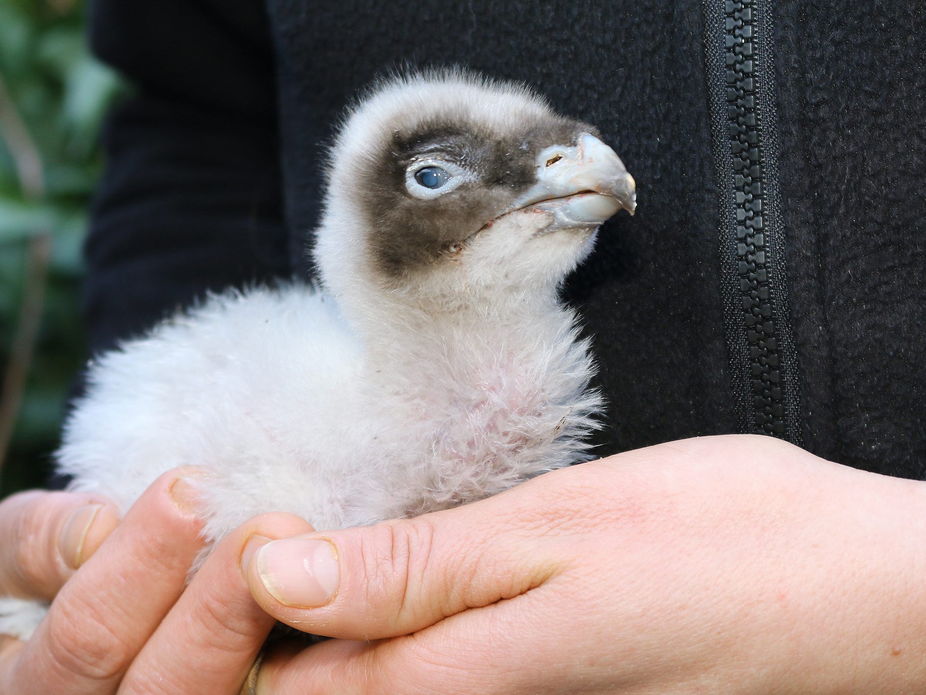 Das kleine Küken wurde von den Bartgeiern im Wiener Tiergarten Schönbrunn adoptiert. Das kleine Küken wurde von den Bartgeiern im Wiener Tiergarten Schönbrunn adoptiert.