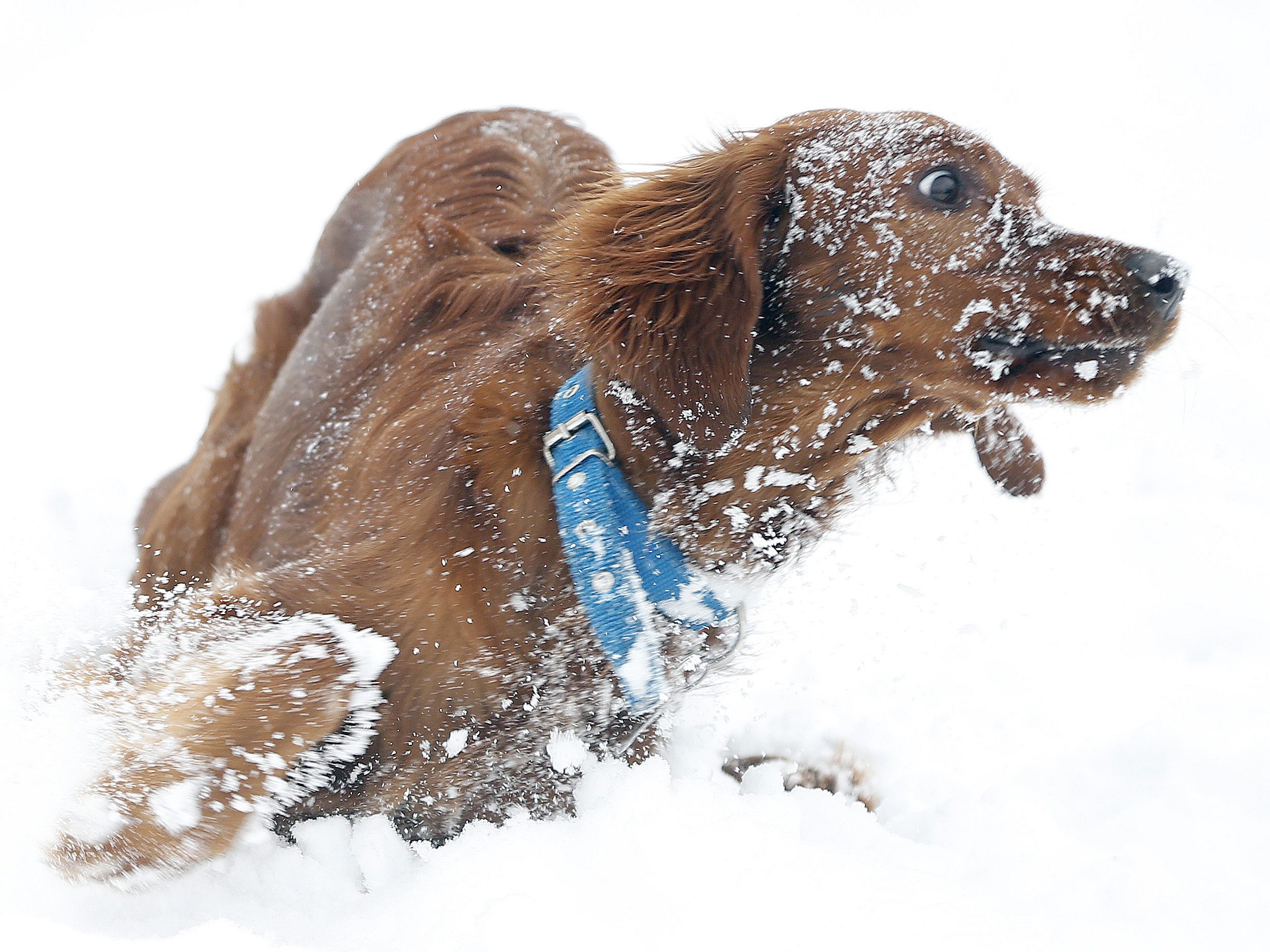 Lockerungen für Hundeschulen Lockerungen für Hundeschulen