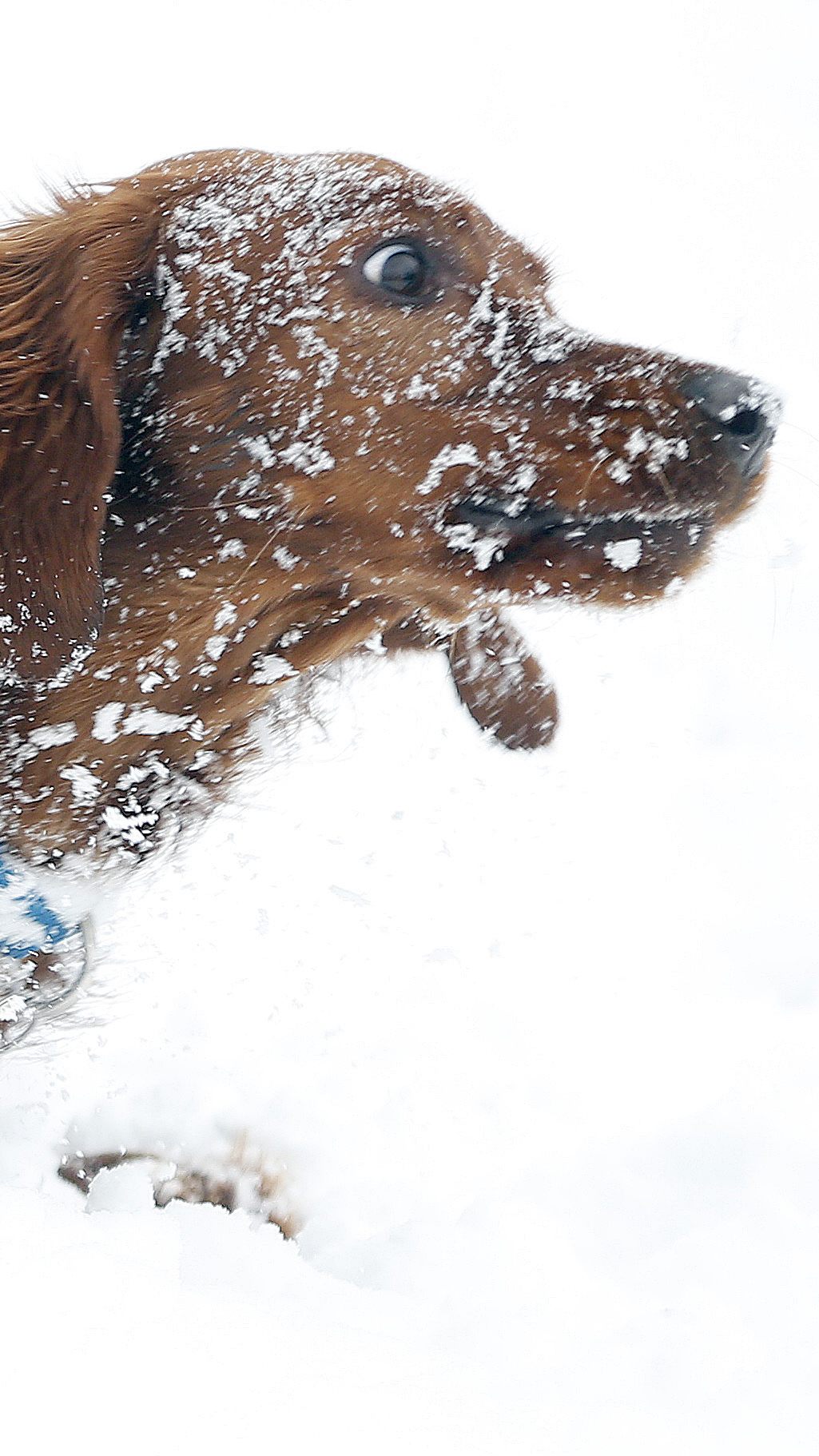 Lockerungen für Hundeschulen
