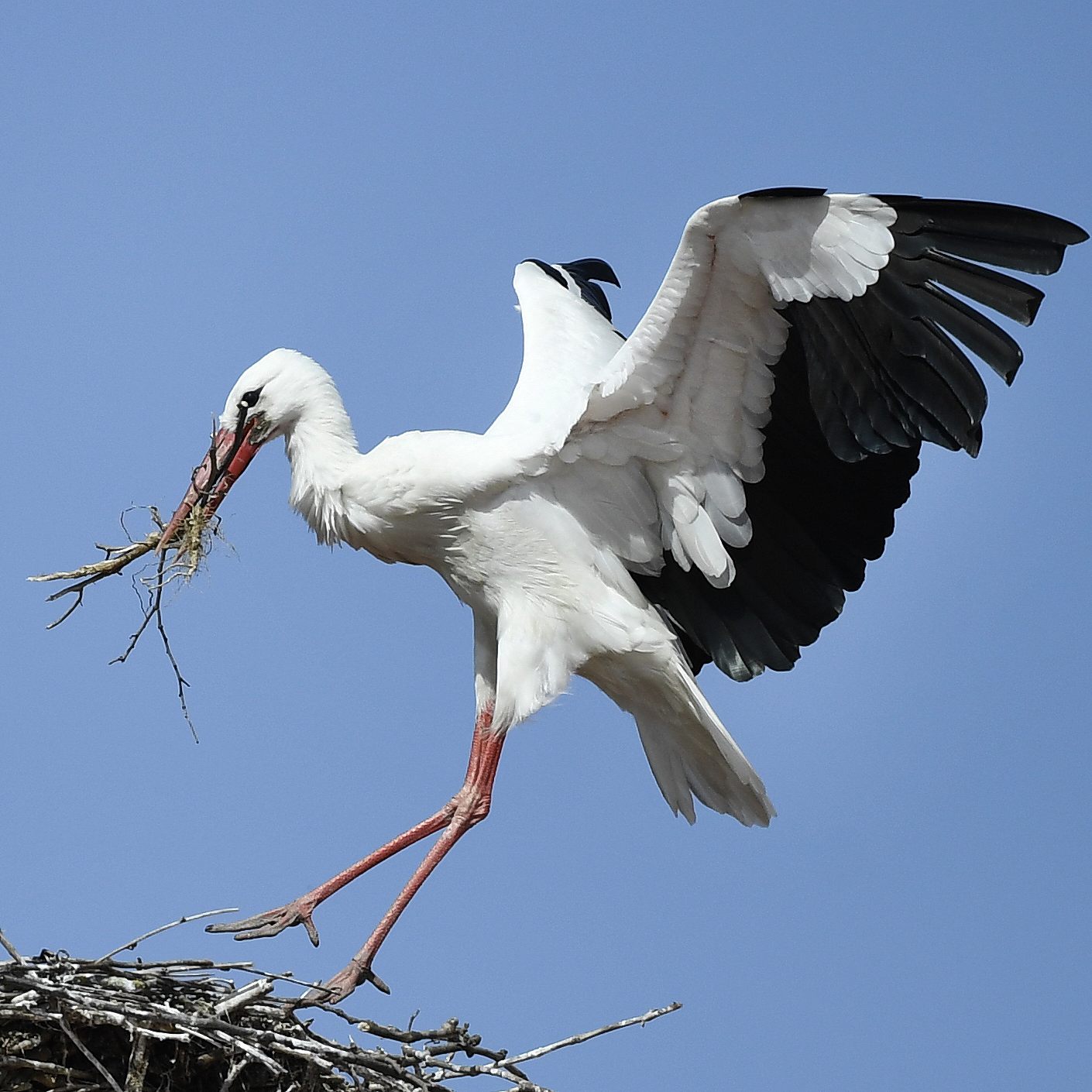 Der erste Weißstorch in diesem Jahr hat sich im WWF-Auenreservat Marchegg niedergelassen.