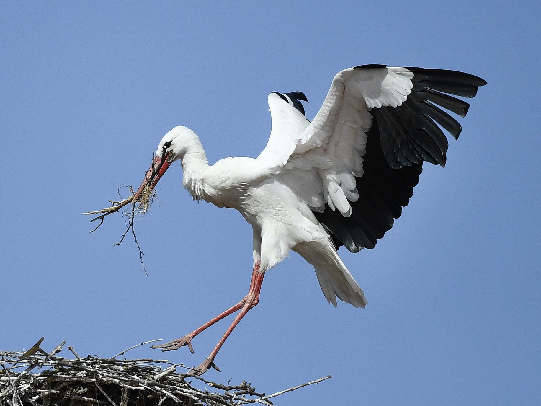 Der erste Weißstorch in diesem Jahr hat sich im WWF-Auenreservat Marchegg niedergelassen. Der erste Weißstorch in diesem Jahr hat sich im WWF-Auenreservat Marchegg niedergelassen.