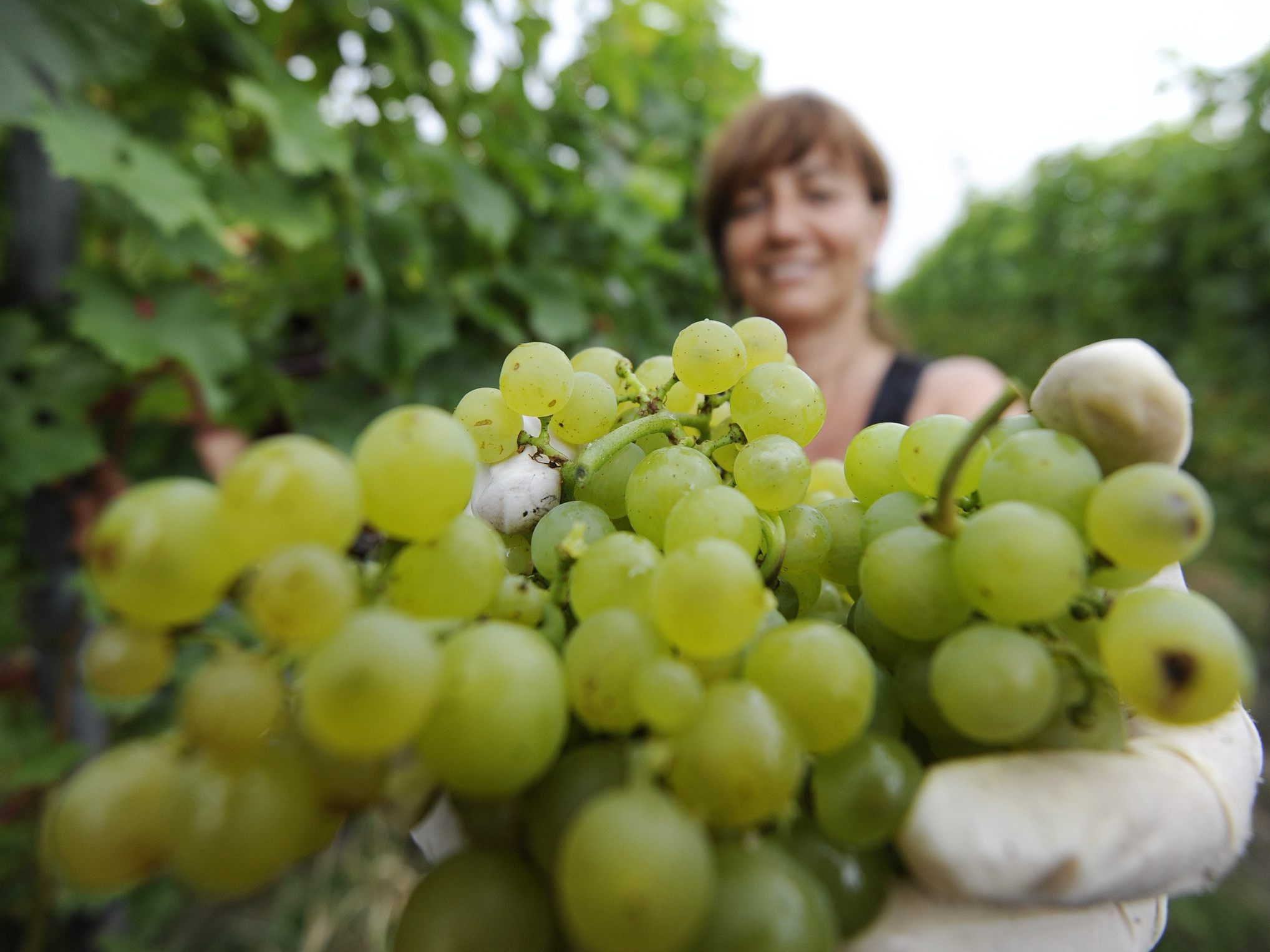 Besonders gut war die Weinernte im vergangenen Jahr im Burgenland. Besonders gut war die Weinernte im vergangenen Jahr im Burgenland.