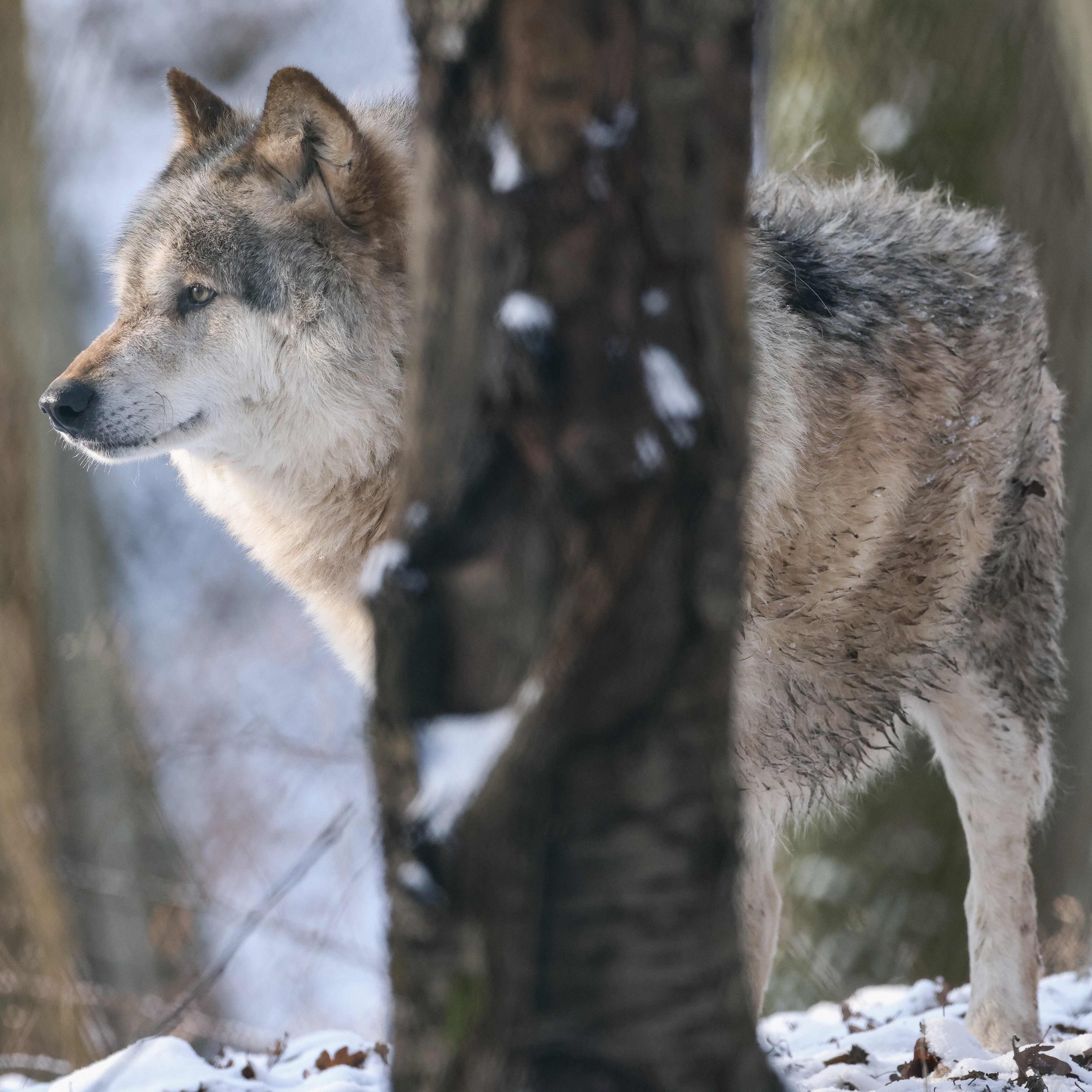 Der WWF kritisiert den illegalen Abschuss von Wölfen scharf.