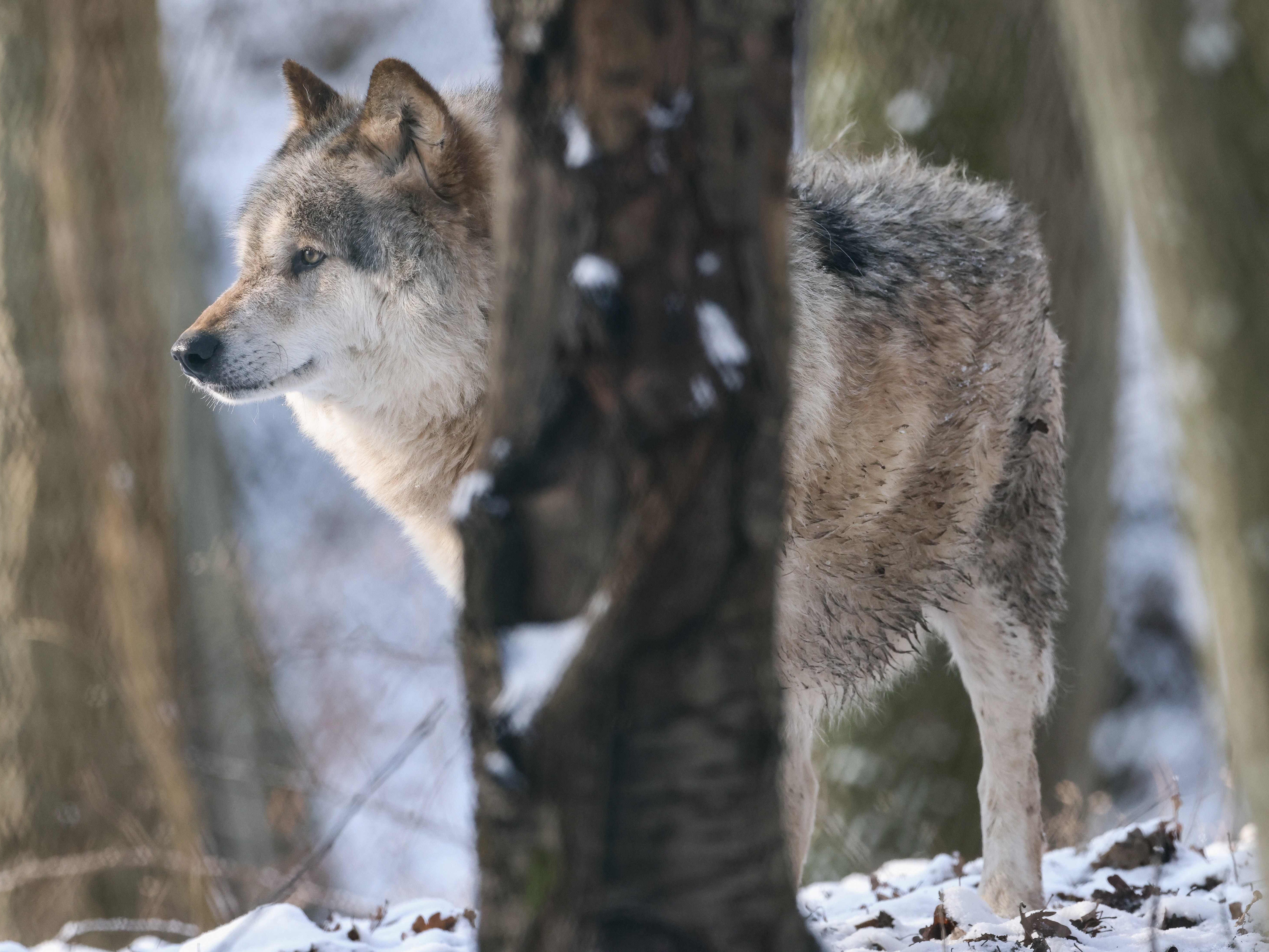 Der WWF kritisiert den illegalen Abschuss von Wölfen scharf. Der WWF kritisiert den illegalen Abschuss von Wölfen scharf.