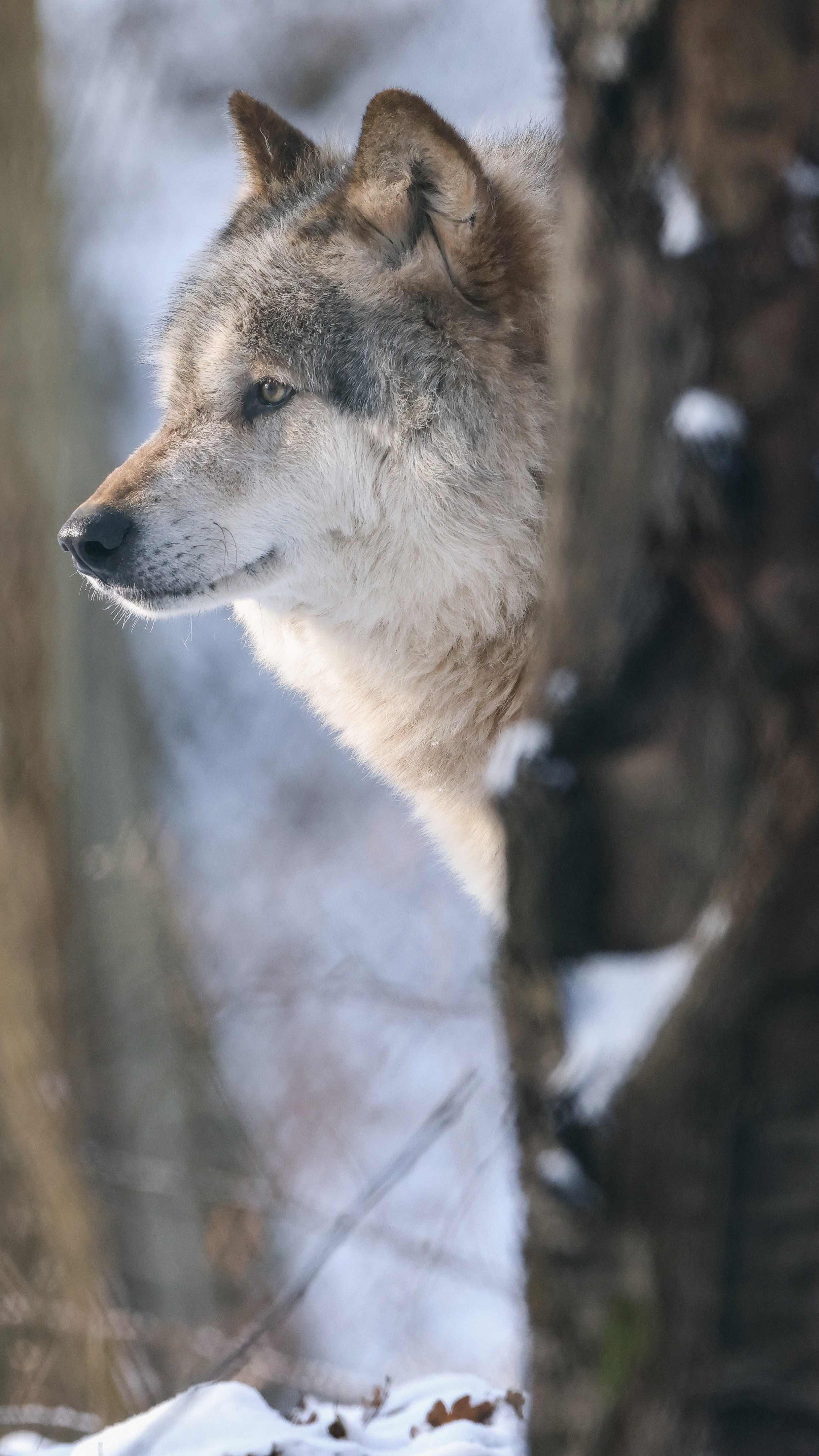 Der WWF kritisiert den illegalen Abschuss von Wölfen scharf.
