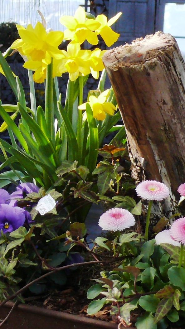 Frühling in ein Osternest gepackt.