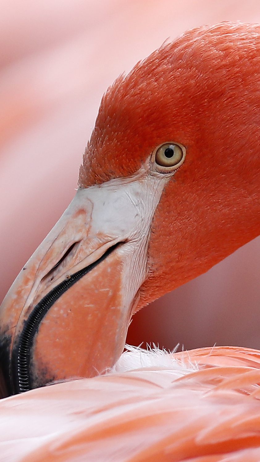 Unbekannte stehlen Flamingo aus deutschem Tierpark.