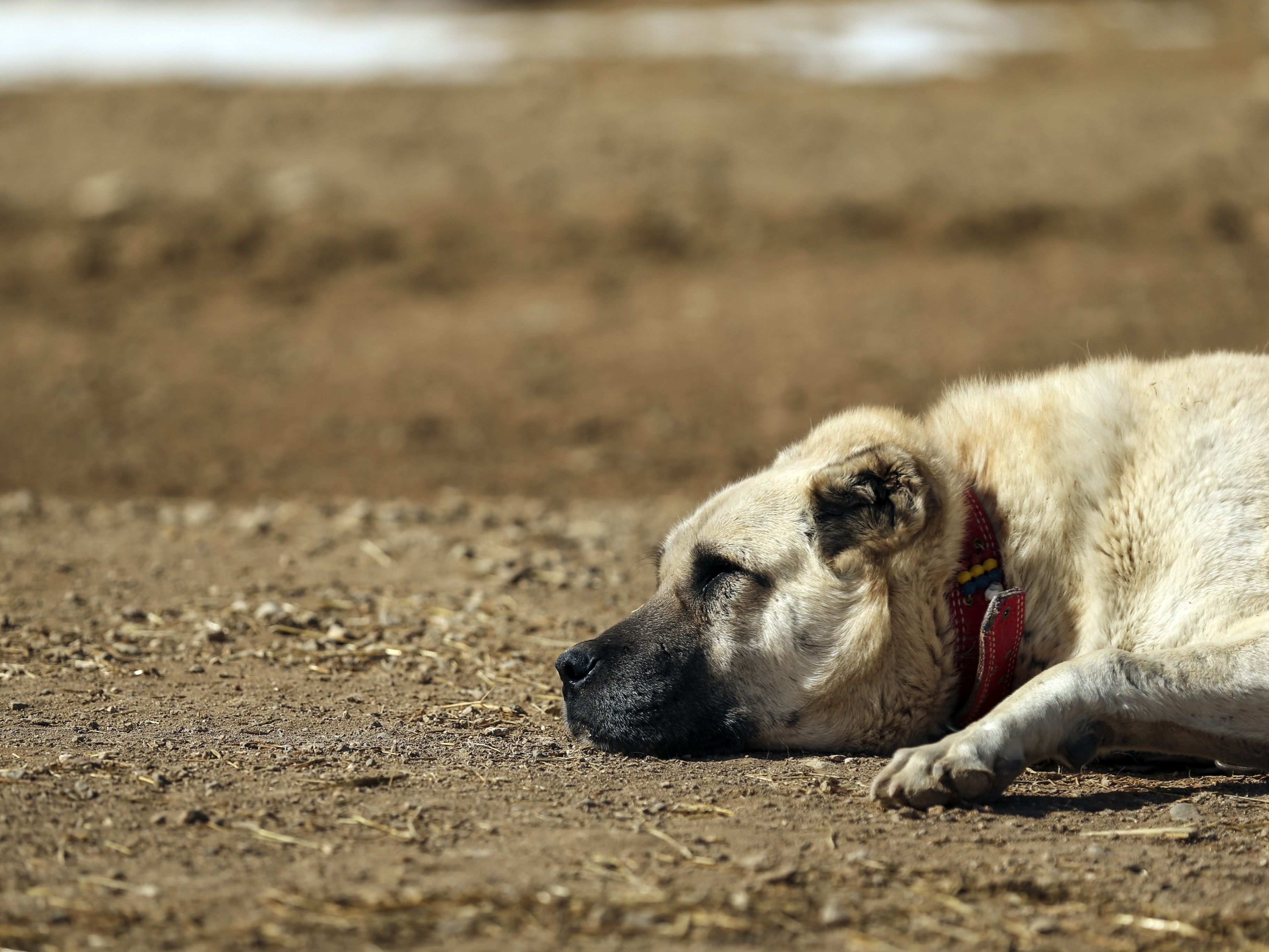 Das war knapp: Ein Hund irrte auf der Autobahn herum und wurde in letzter Sekunde gerettet. Das war knapp: Ein Hund irrte auf der Autobahn herum und wurde in letzter Sekunde gerettet.