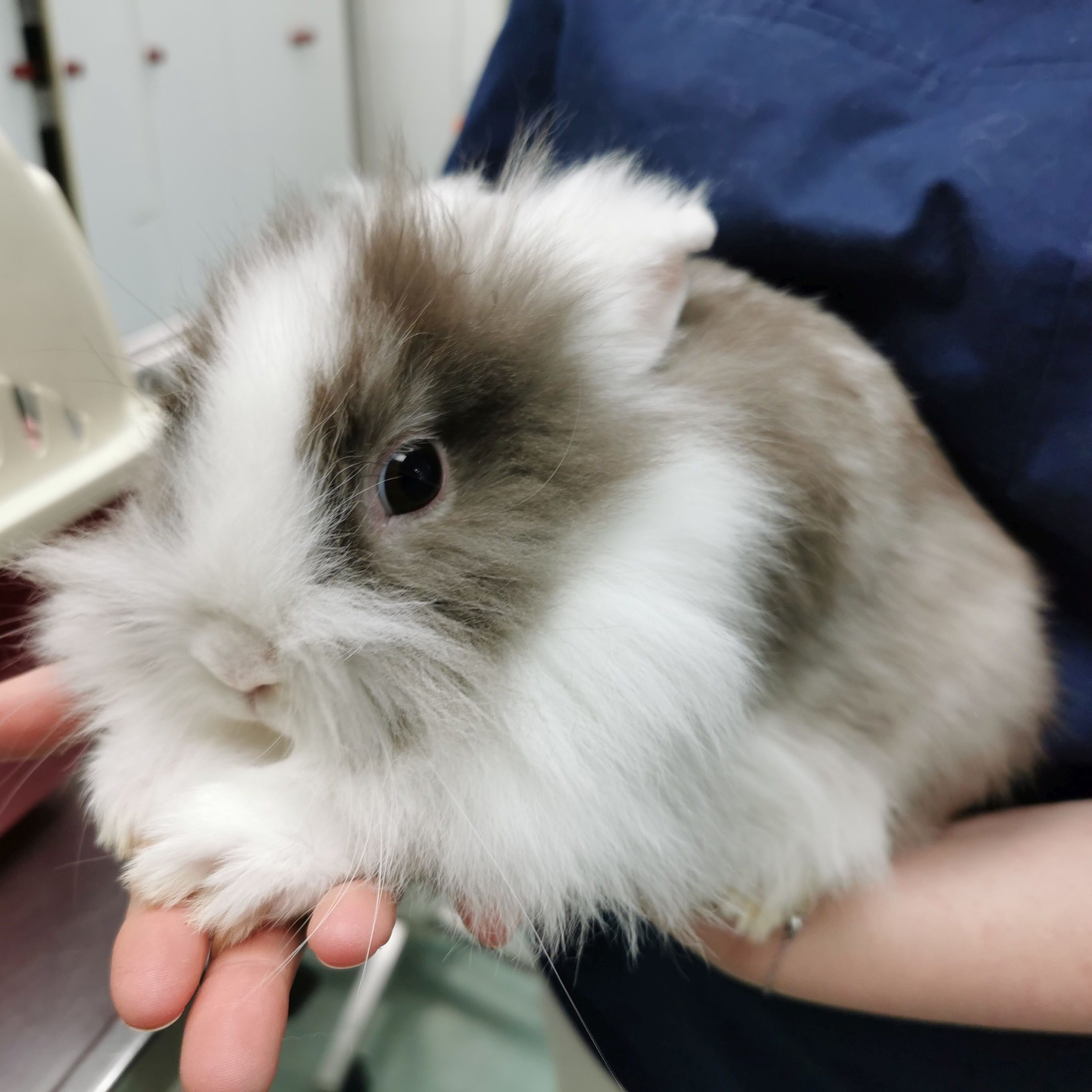 Eines der ausgesetzten Kaninchen - diese befinden sich nun in der professionellen Obhut von Tierschutz Austria