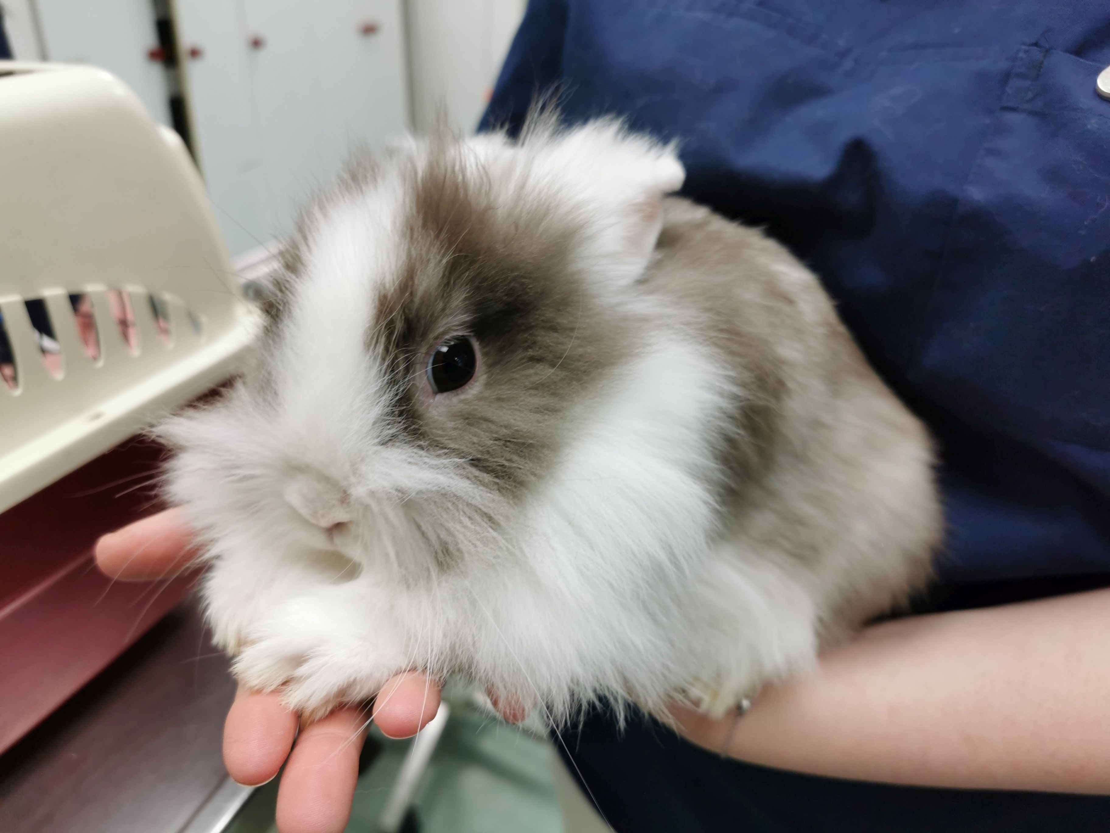 Eines der ausgesetzten Kaninchen - diese befinden sich nun in der professionellen Obhut von Tierschutz Austria Eines der ausgesetzten Kaninchen - diese befinden sich nun in der professionellen Obhut von Tierschutz Austria