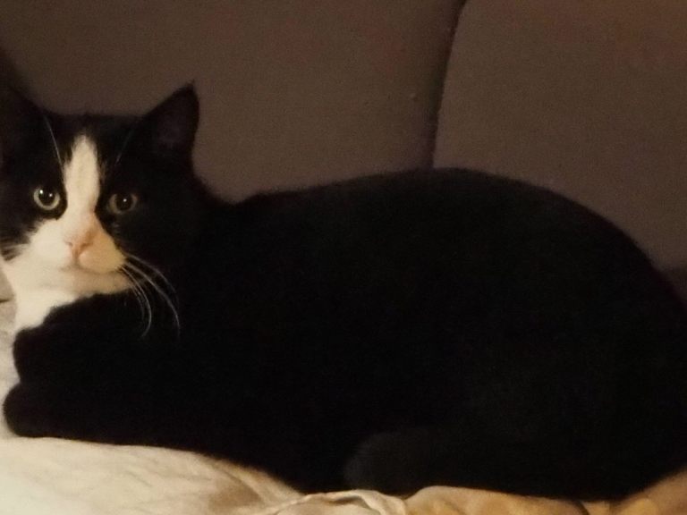 Mogli