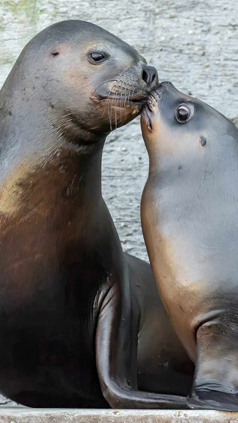 Nachwuchs gab es u.a. bei den Robben in Schönbrunn: Hier Robben-Jungtier Pedro mit Spielgefährtin Peaches