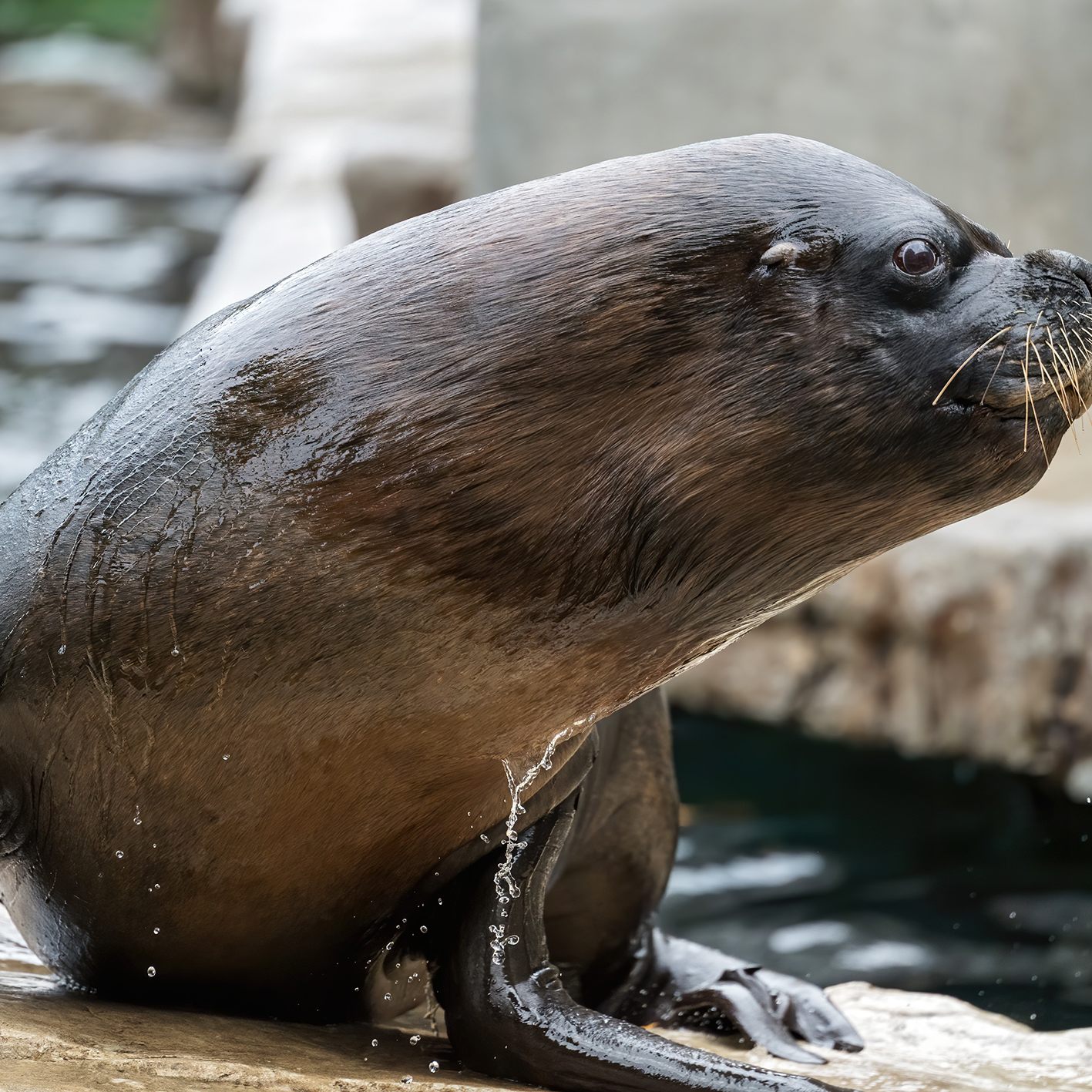 Trauer um Besucherliebling: Robben-Männchen Comandante ist gestorben