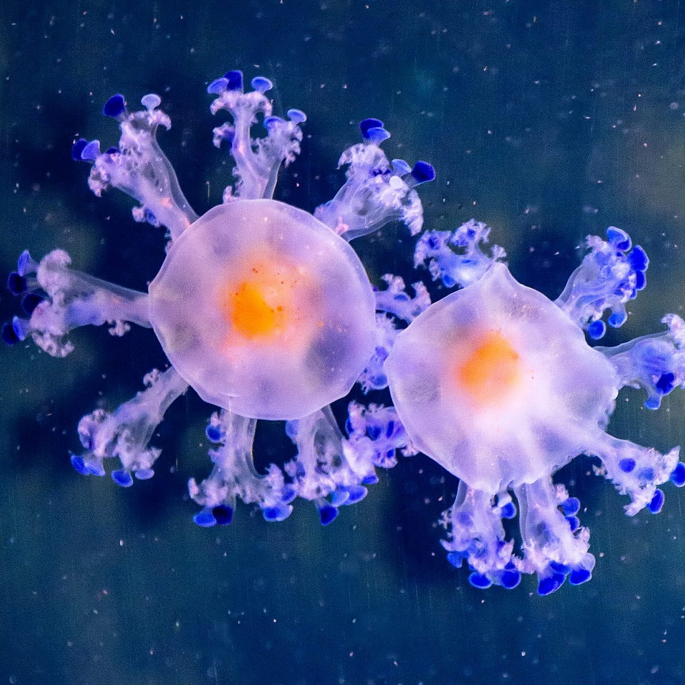 Im Wiener Haus des Meeres sind nun "schwimmende Spiegeleier" zu sehen.