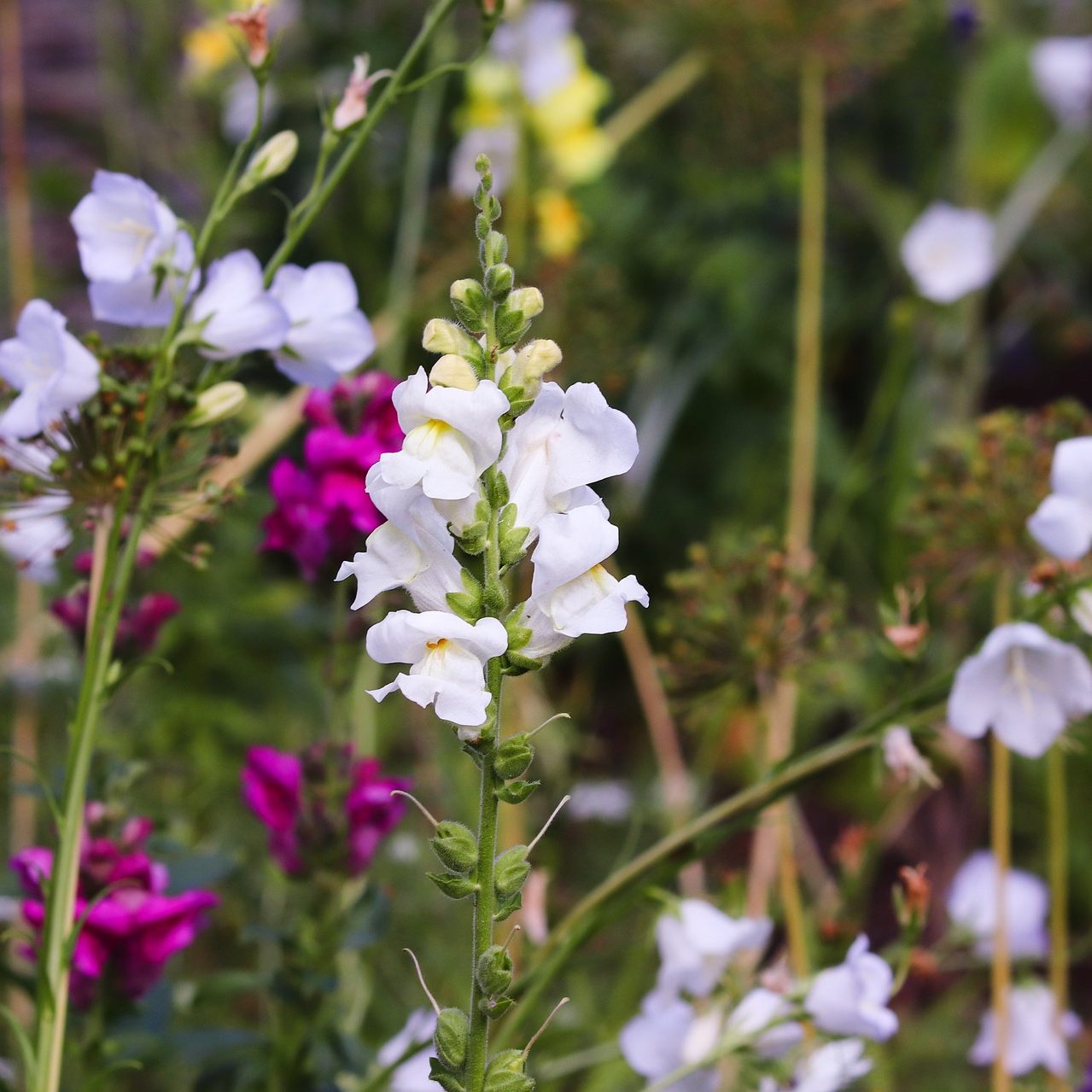 Die naturnahe Begrünung ist Teil des Booms rund um Gärtnern in Corona-Zeiten.