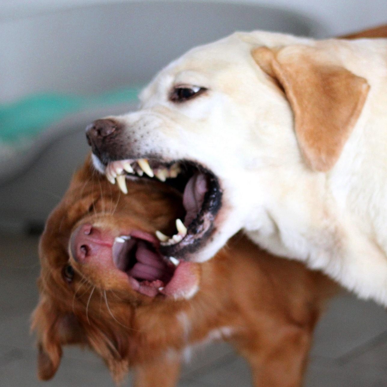 Schon unter normalen Bedingungen gib es in Österreich knapp 3.900 Verletzte durch Hundebisse die im Krankenhaus behandelt werden müssen.