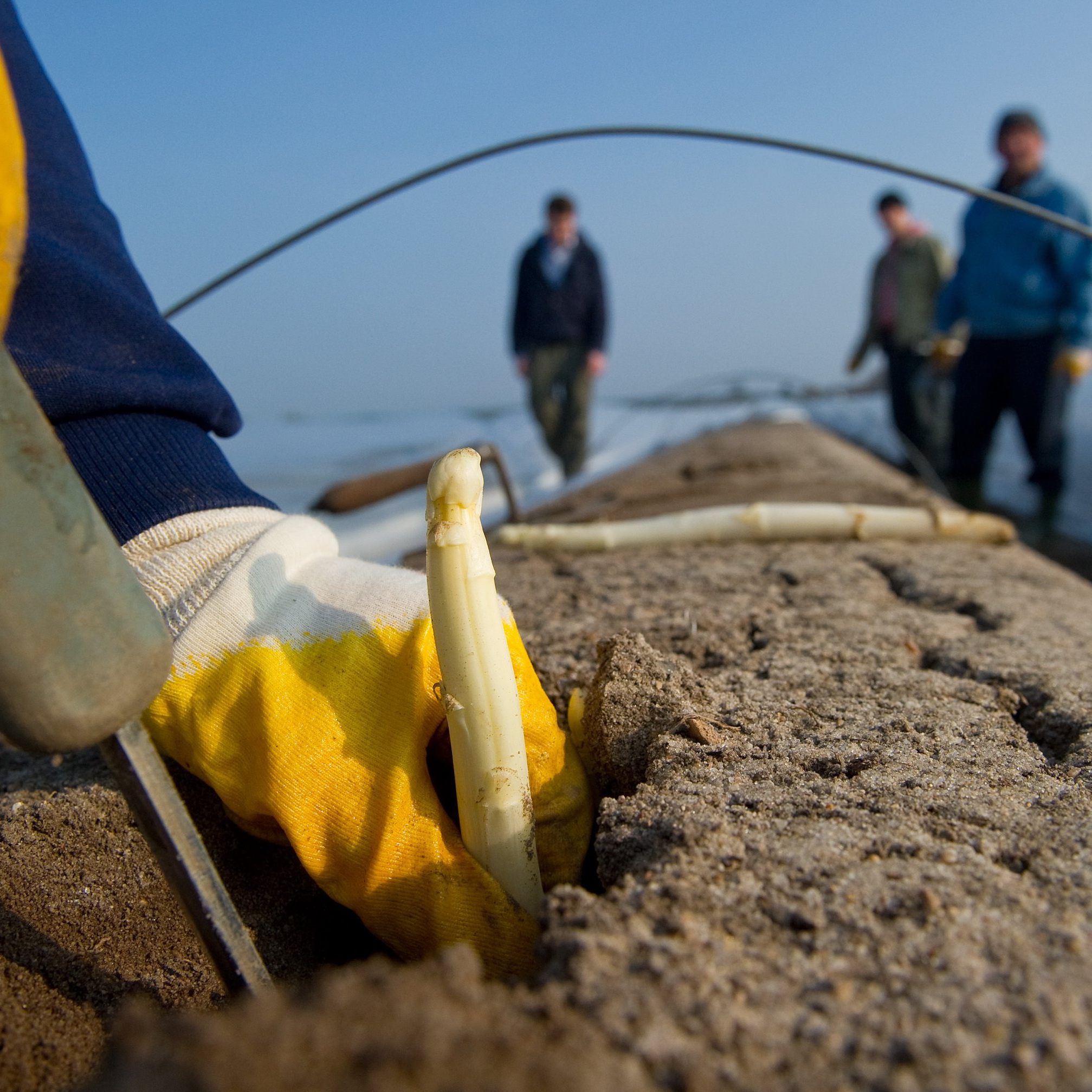 Die Spargelernte beginnt bald in Österreich.