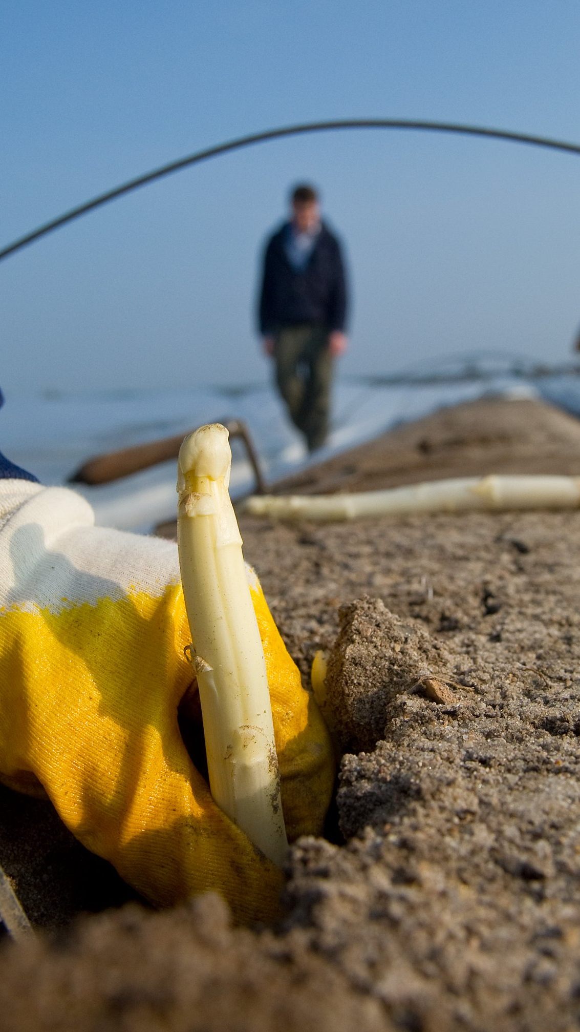 Die Spargelernte beginnt bald in Österreich.