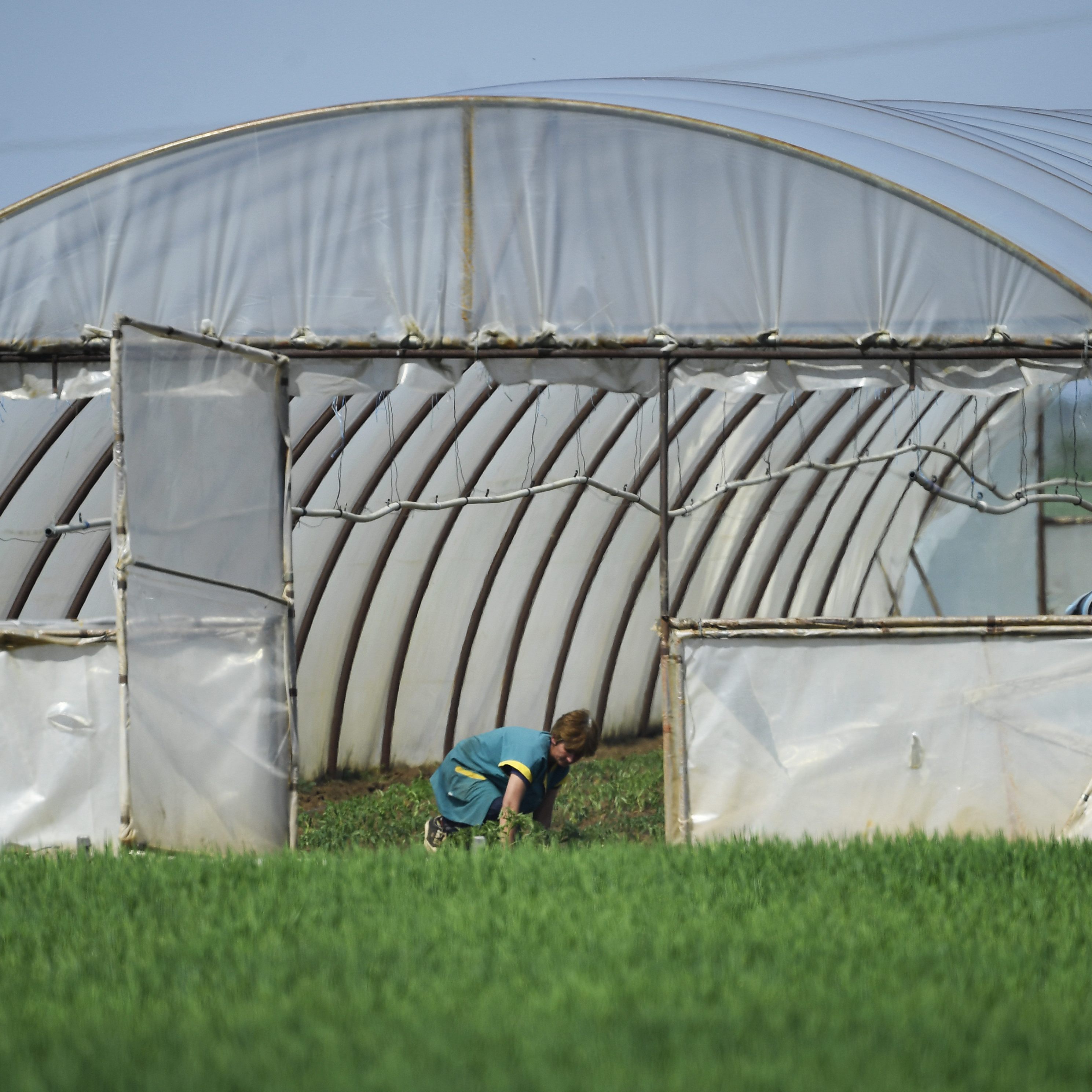 Für 2021 wird kein Erntehelfermangel erwartet.