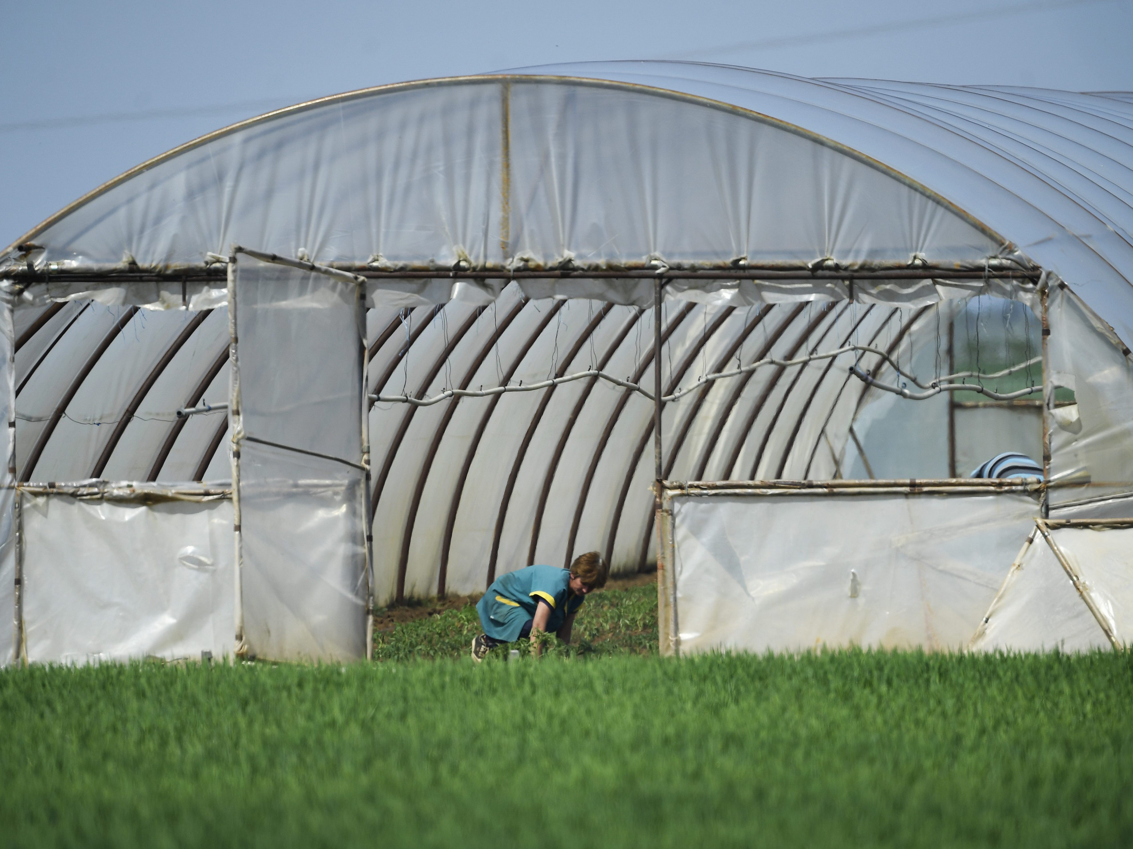 Für 2021 wird kein Erntehelfermangel erwartet.