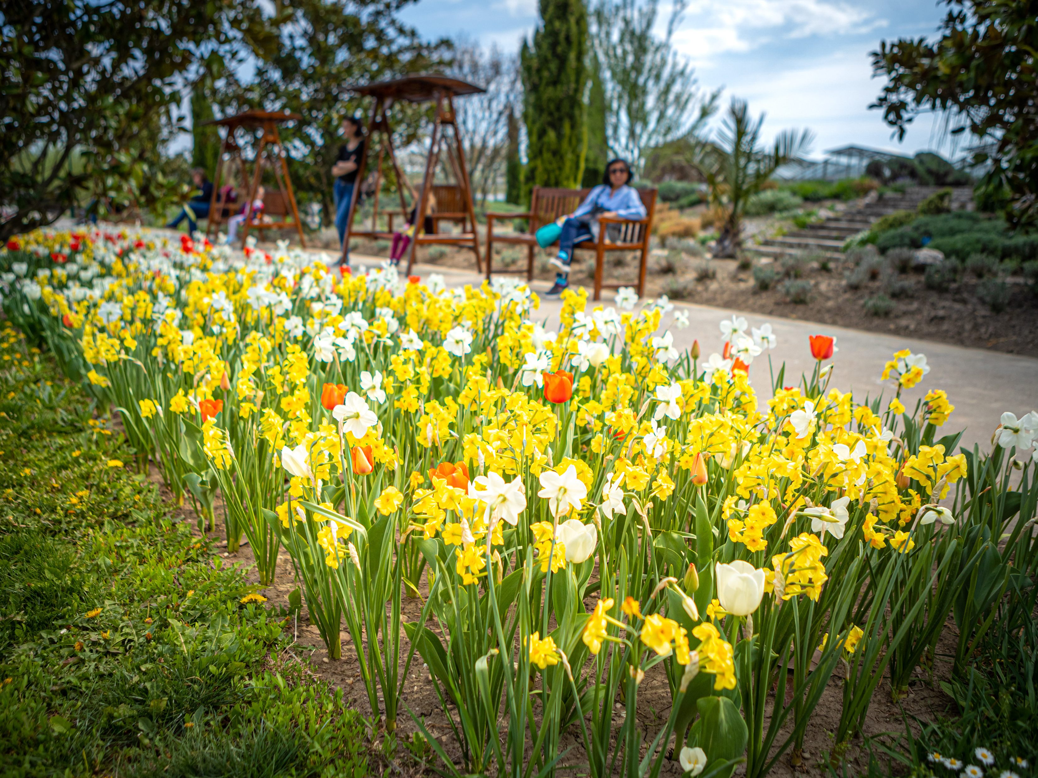 Narzissen- und Tulpenbeet: So schön ist es in den Blumengärten Hirschstetten in Wien-Donaustadt Narzissen- und Tulpenbeet: So schön ist es in den Blumengärten Hirschstetten in Wien-Donaustadt