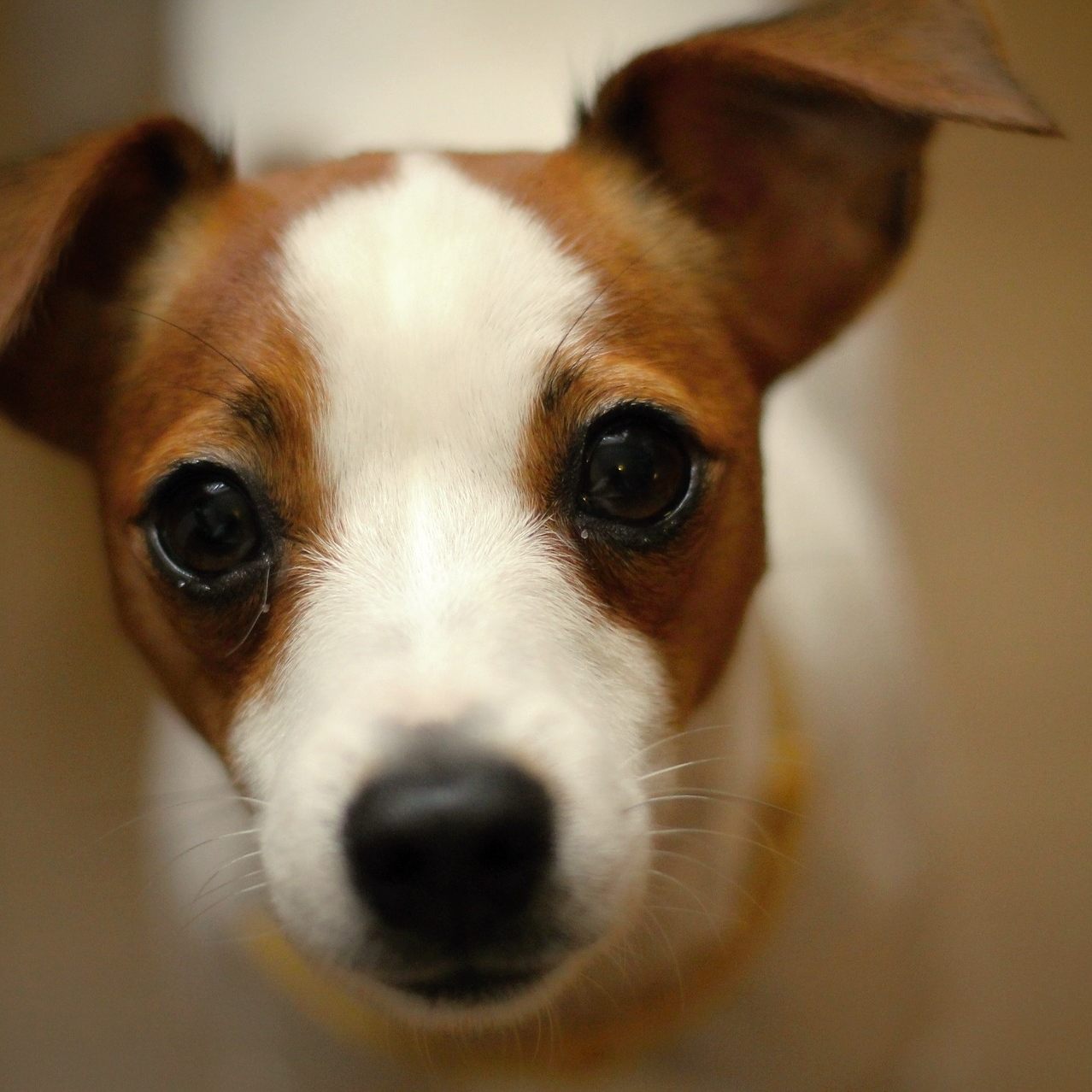 Menschenleben gerettet: Eine Terrier-Hündin und die Tierrettung der Stadt Wien wurden gemeinsam zu Lebensrettern