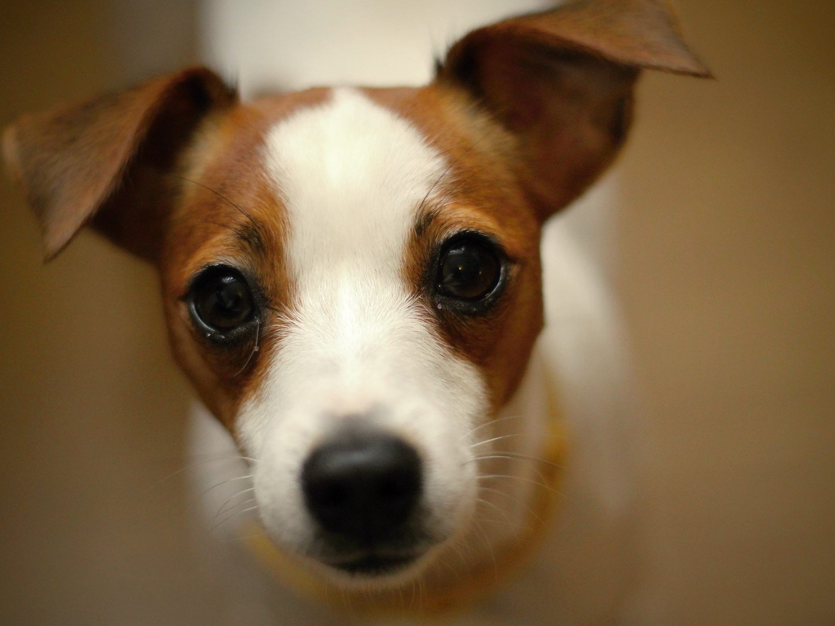Menschenleben gerettet: Eine Terrier-Hündin und die Tierrettung der Stadt Wien wurden gemeinsam zu Lebensrettern Menschenleben gerettet: Eine Terrier-Hündin und die Tierrettung der Stadt Wien wurden gemeinsam zu Lebensrettern