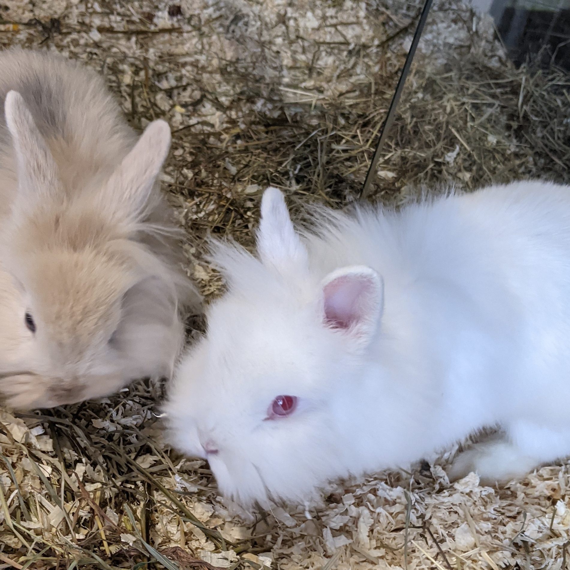 Zwei der Kaninchen, die in den letzten Tagen ausgesetzt wurden