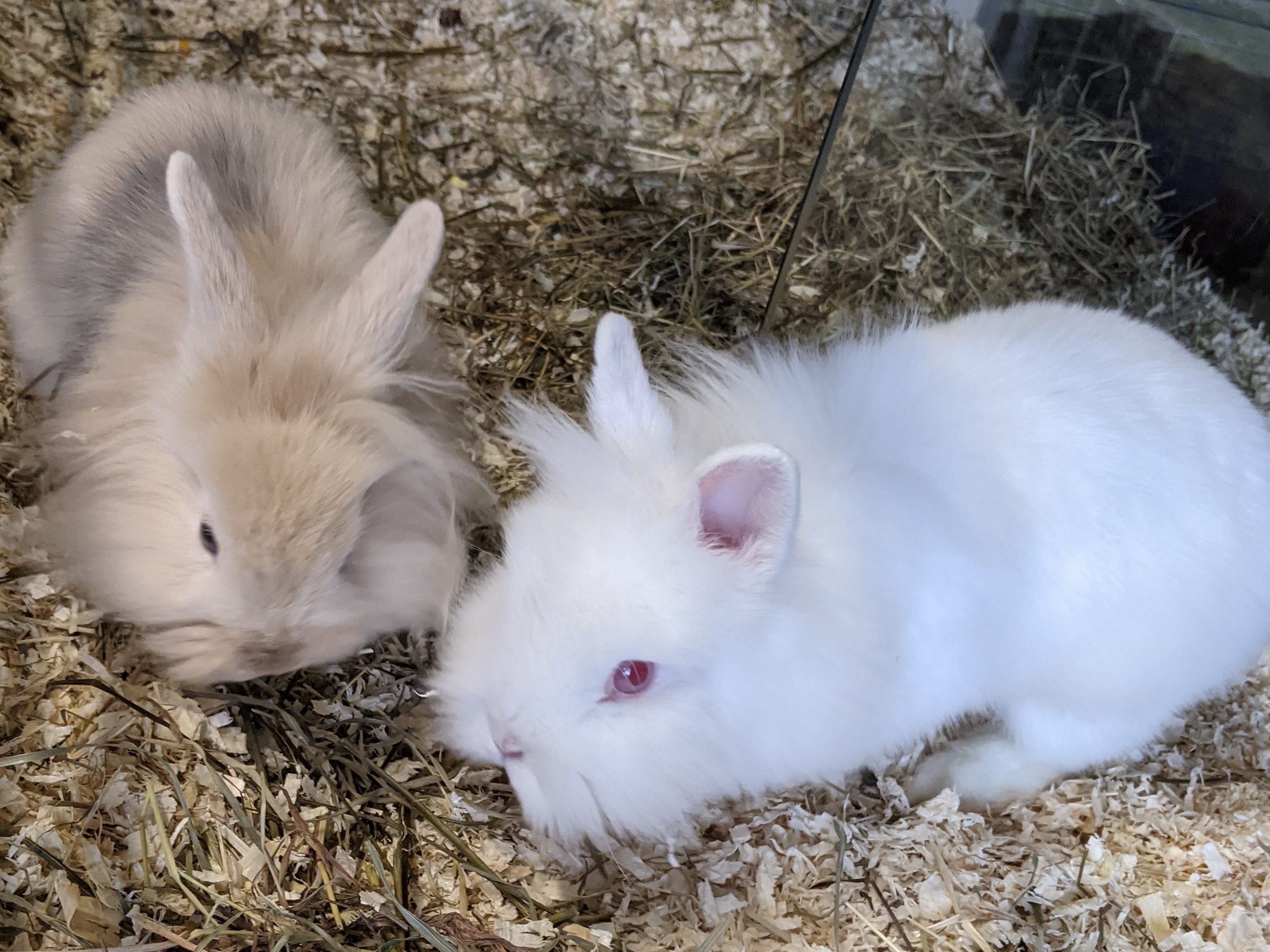 Zwei der Kaninchen, die in den letzten Tagen ausgesetzt wurden Zwei der Kaninchen, die in den letzten Tagen ausgesetzt wurden