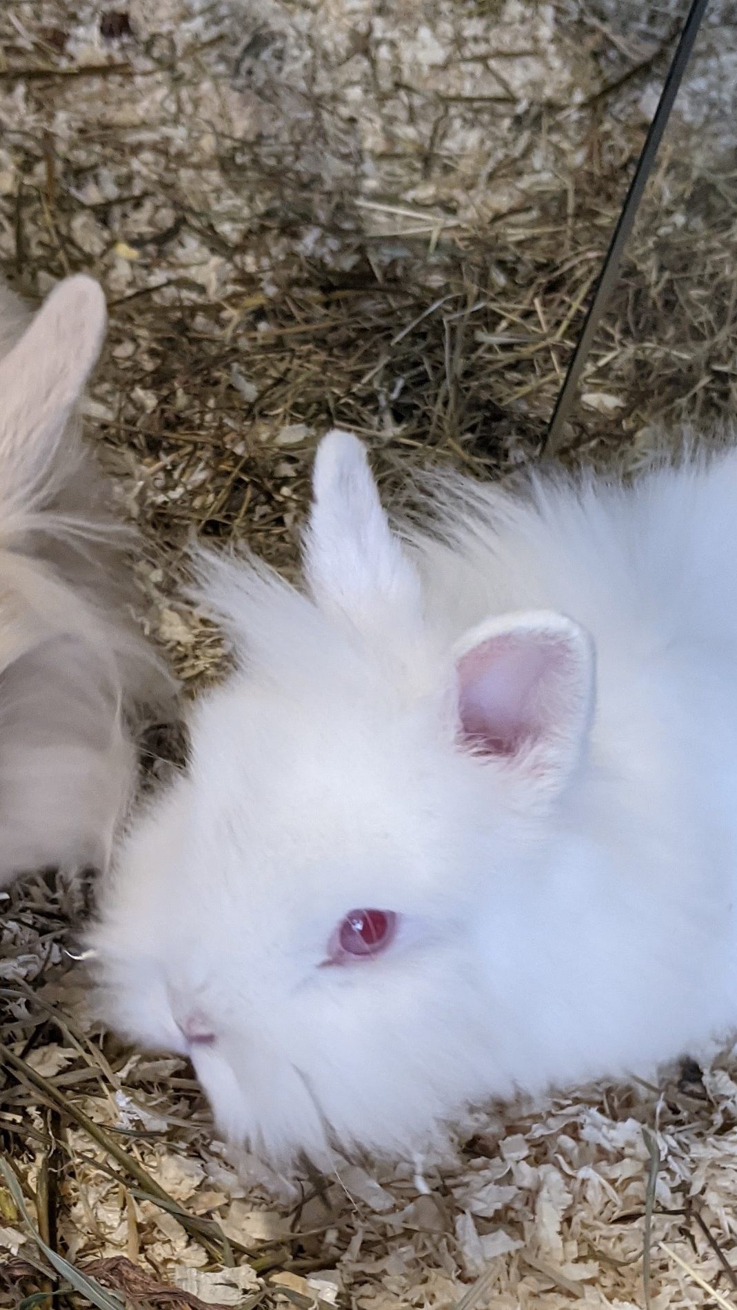 Zwei der Kaninchen, die in den letzten Tagen ausgesetzt wurden