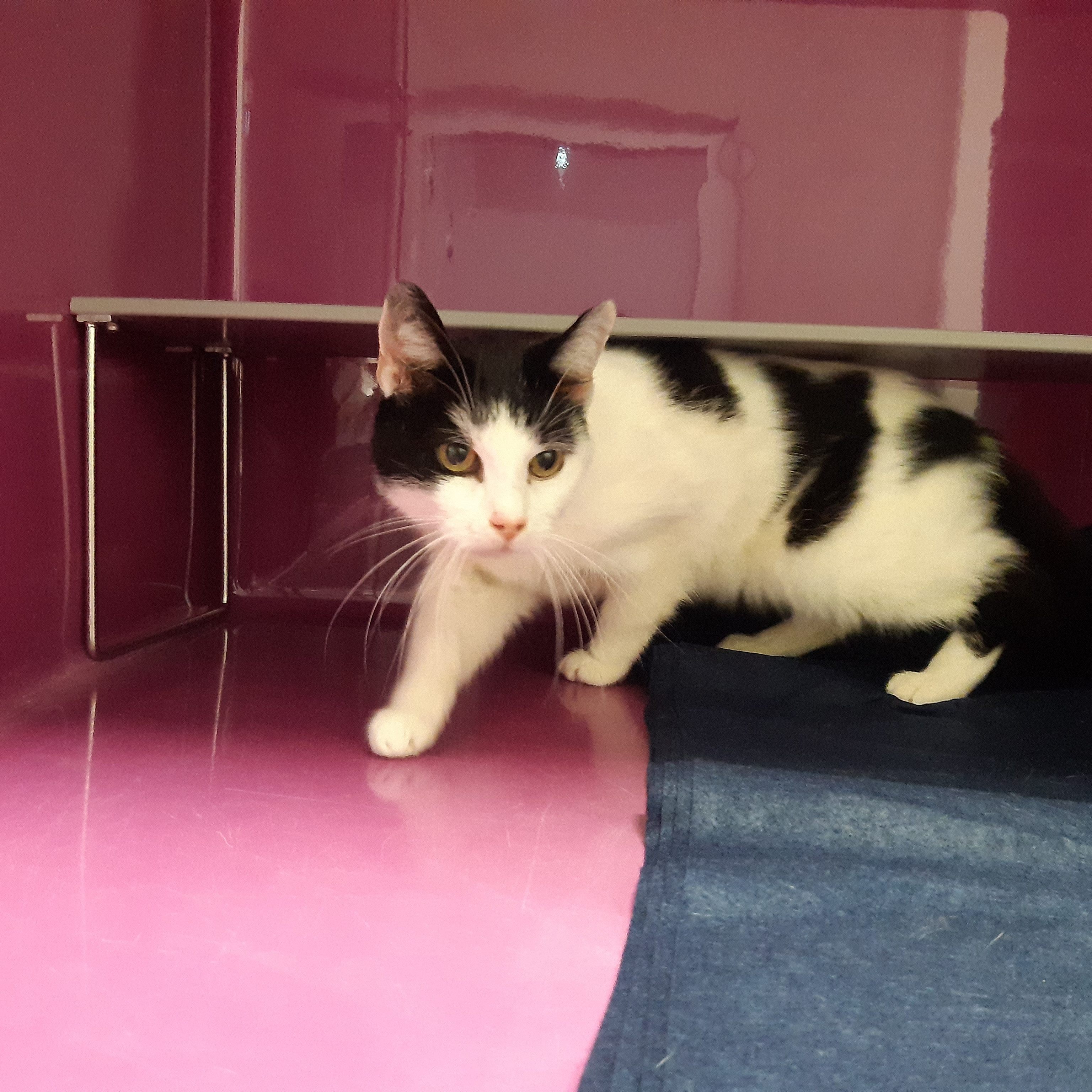 Die ausgehungerte Samtpfote war hinter mehreren Paketen versteckt