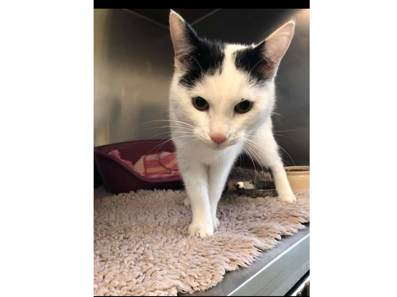 Schwarz-weißer Kater in Fraxern gefunden.