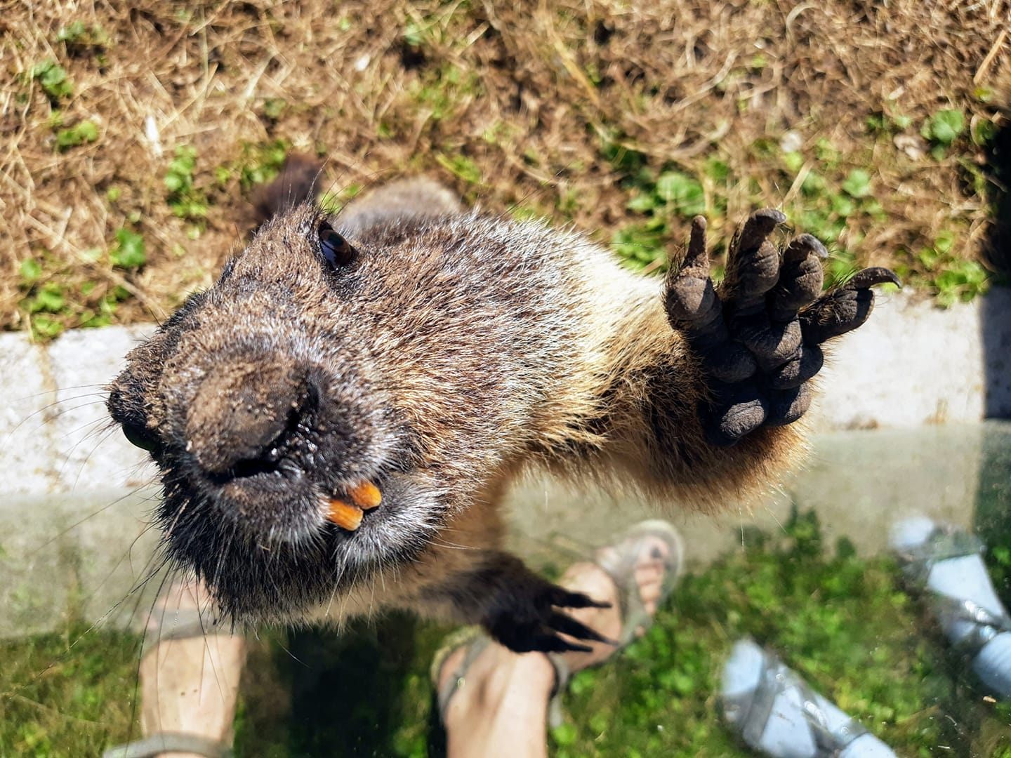 Murmeltier gerade aufgewacht
