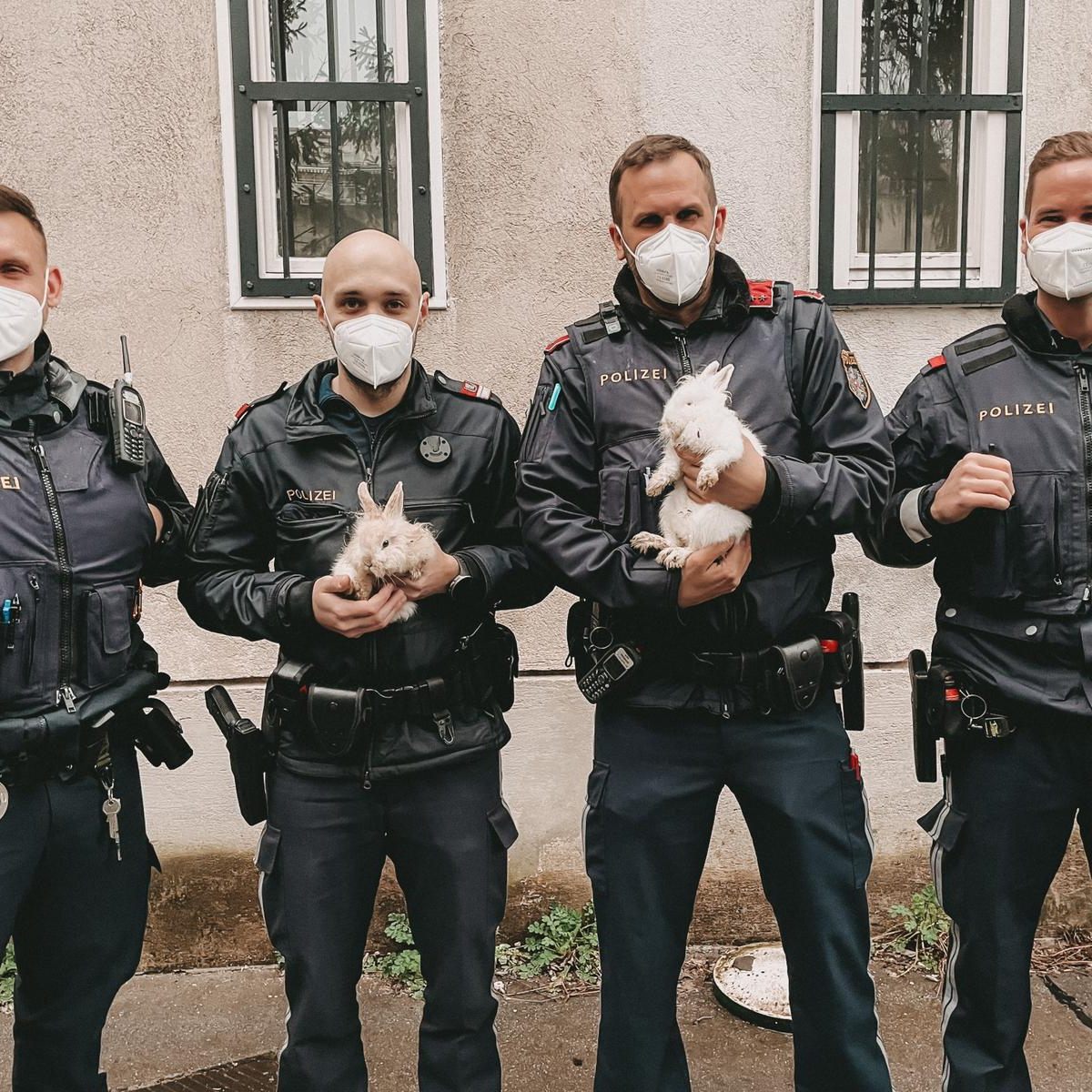Den Polizisten gelang es, mit Geduld und Tücke die frei laufenden Hasen einzufangen