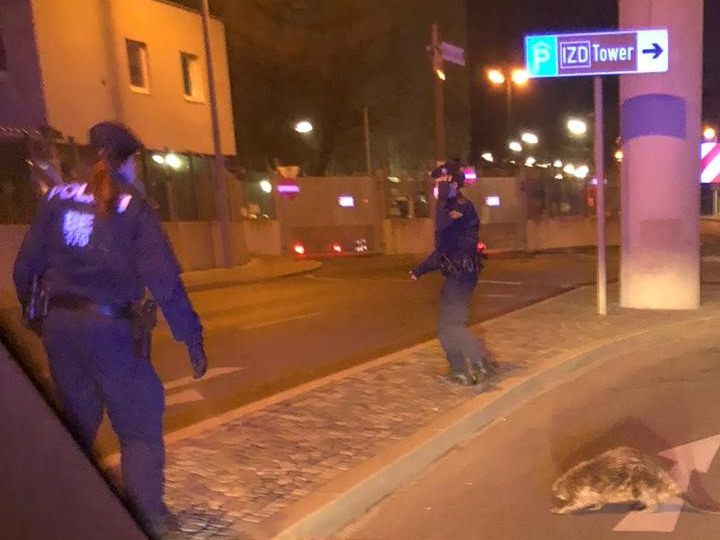 Der Biber war offenbar in Richtung Autobahn unterwegs. Der Biber war offenbar in Richtung Autobahn unterwegs.