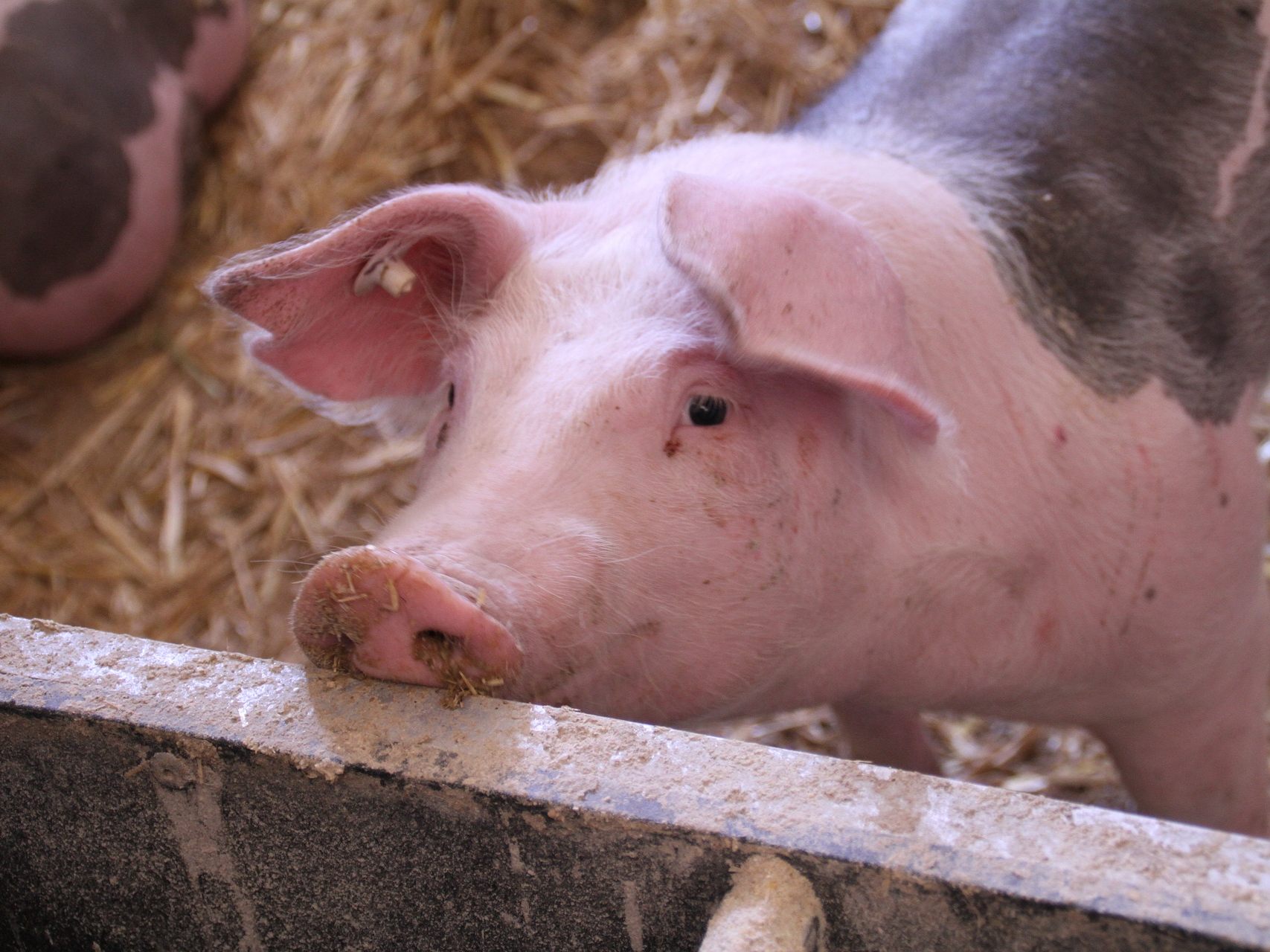 Eine artgerechte Schweinehaltung gehört zu den Forderungen des Tierschutzvolksbegehrens Eine artgerechte Schweinehaltung gehört zu den Forderungen des Tierschutzvolksbegehrens