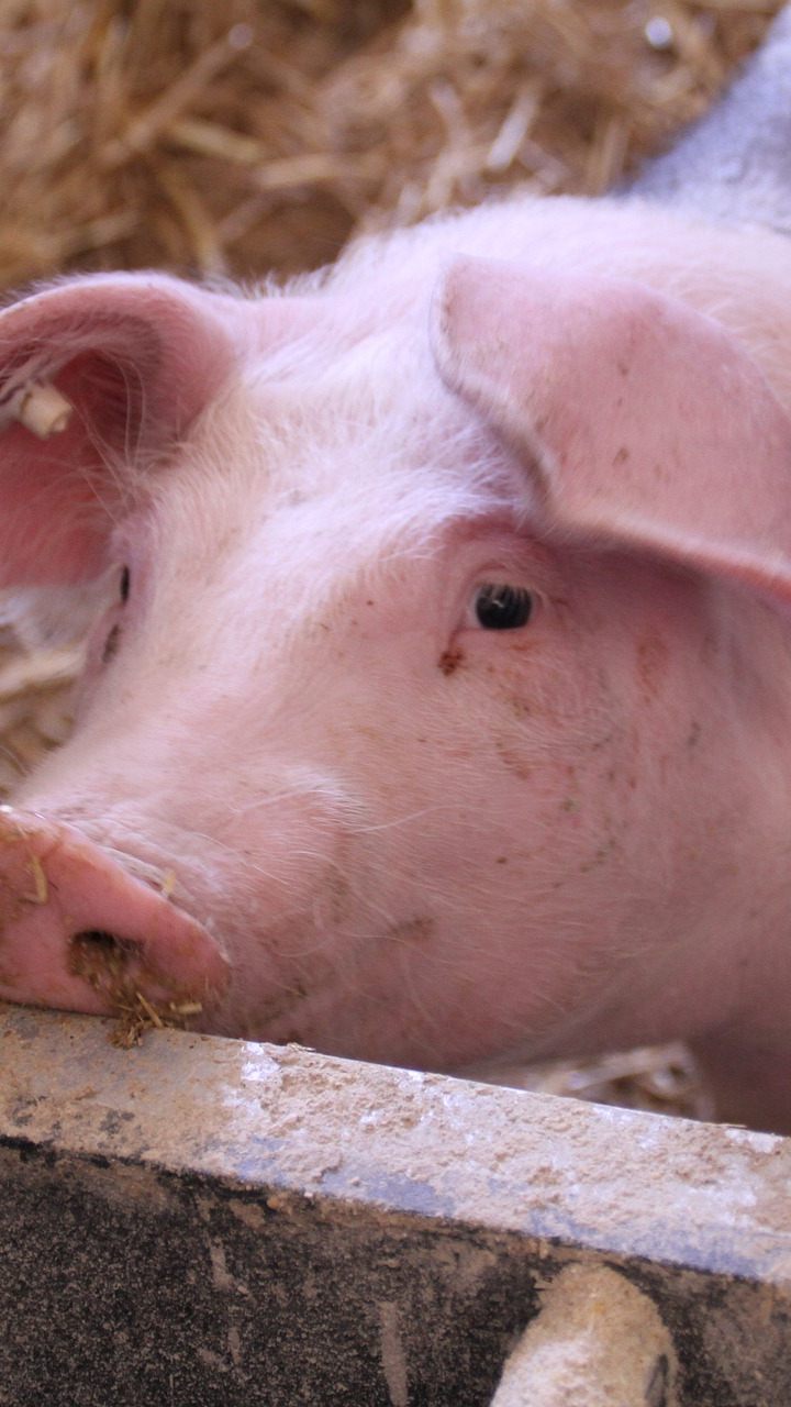 Eine artgerechte Schweinehaltung gehört zu den Forderungen des Tierschutzvolksbegehrens