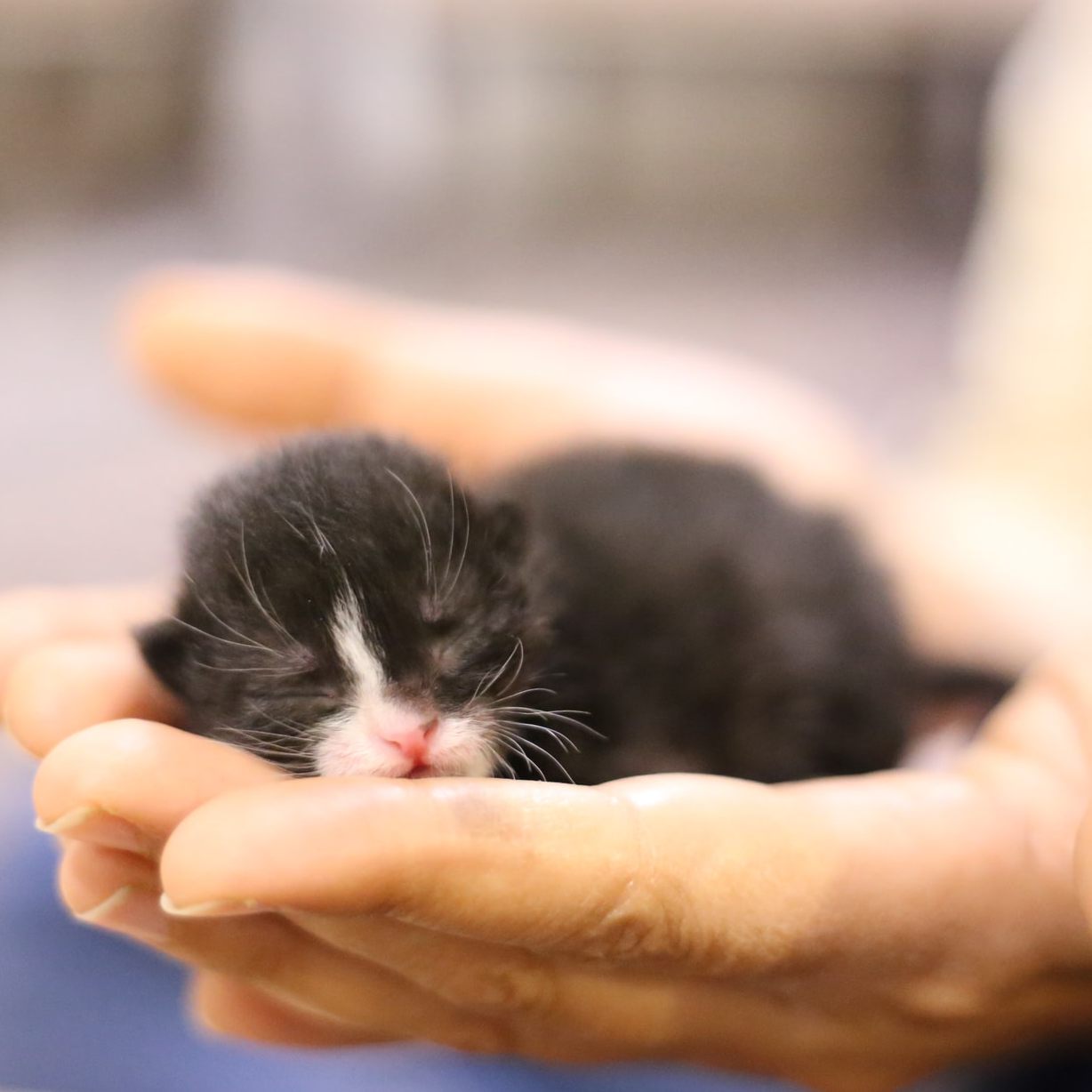 Katzenbabies an Hund verfüttert: Anzeige.