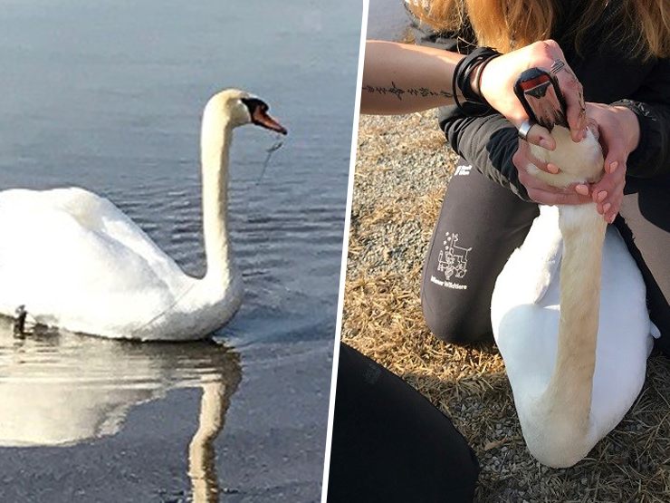 Der verletzte Schwan konnte von dem Angelhaken befreit werden.