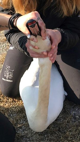 Der verletzte Schwan konnte von dem Angelhaken befreit werden.