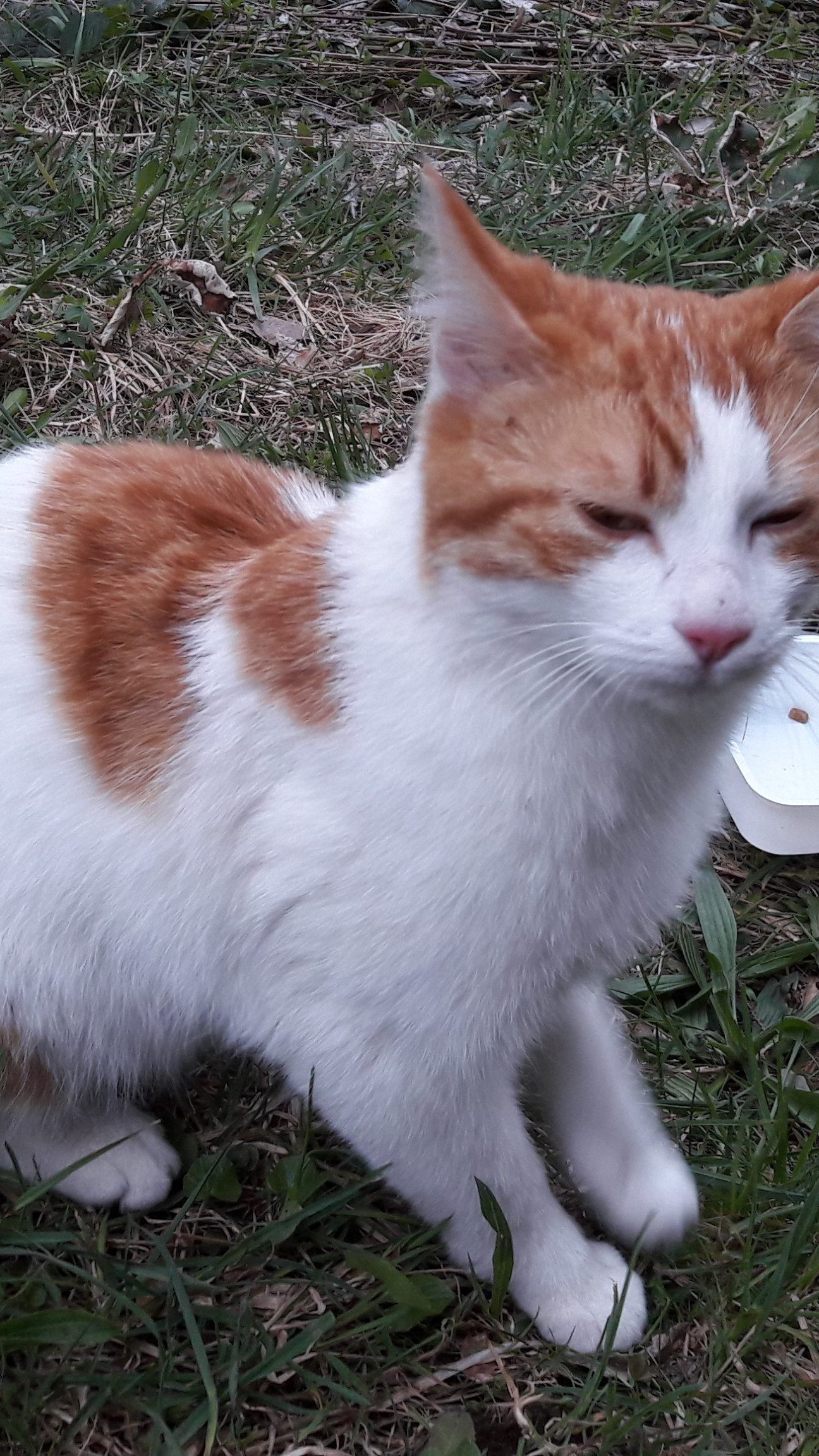 Katze zugelaufen