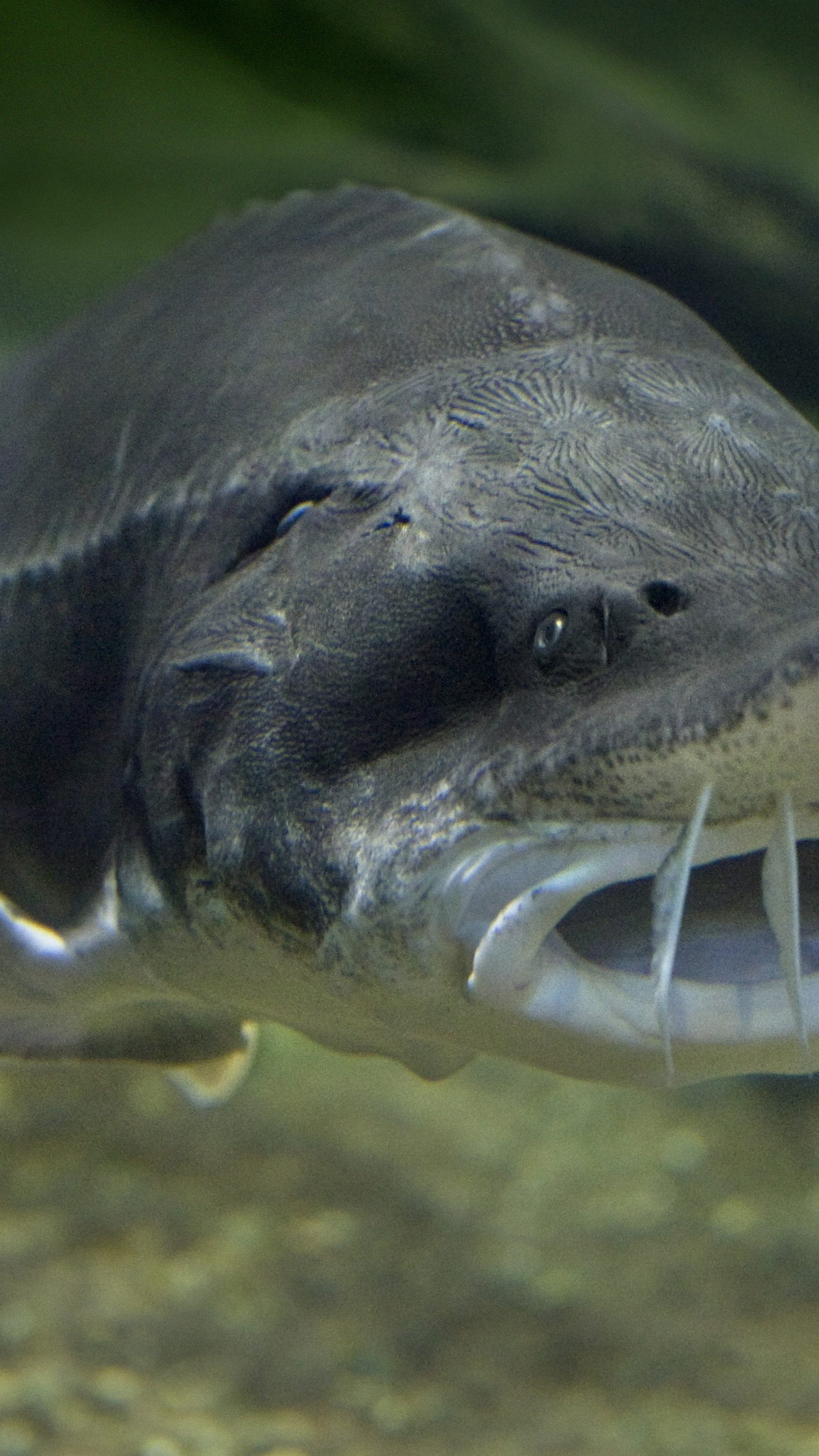 Vier von sechs Störarten (wie dieser Beluga-Stör) sind laut WWF massiv gefährdet - zwei bereits ausgestorben