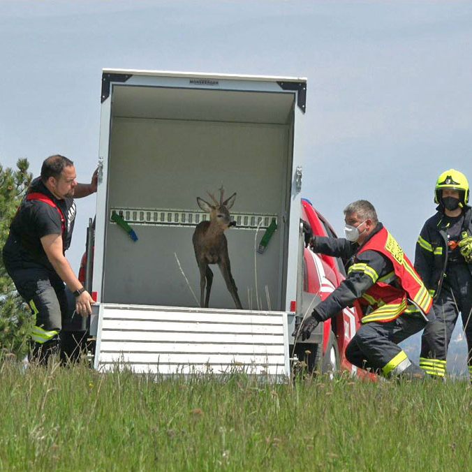 Nachdem das Wild in einen Anhänger gelockt worden war, wurde es wohlauf wieder in die freie Natur entlassen