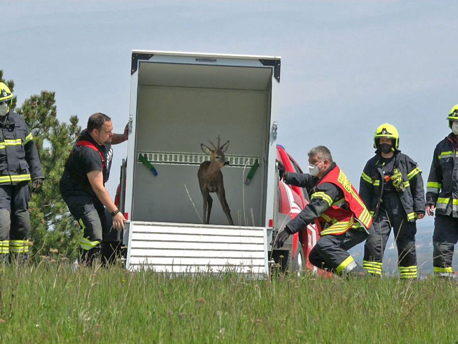 Nachdem das Wild in einen Anhänger gelockt worden war, wurde es wohlauf wieder in die freie Natur entlassen