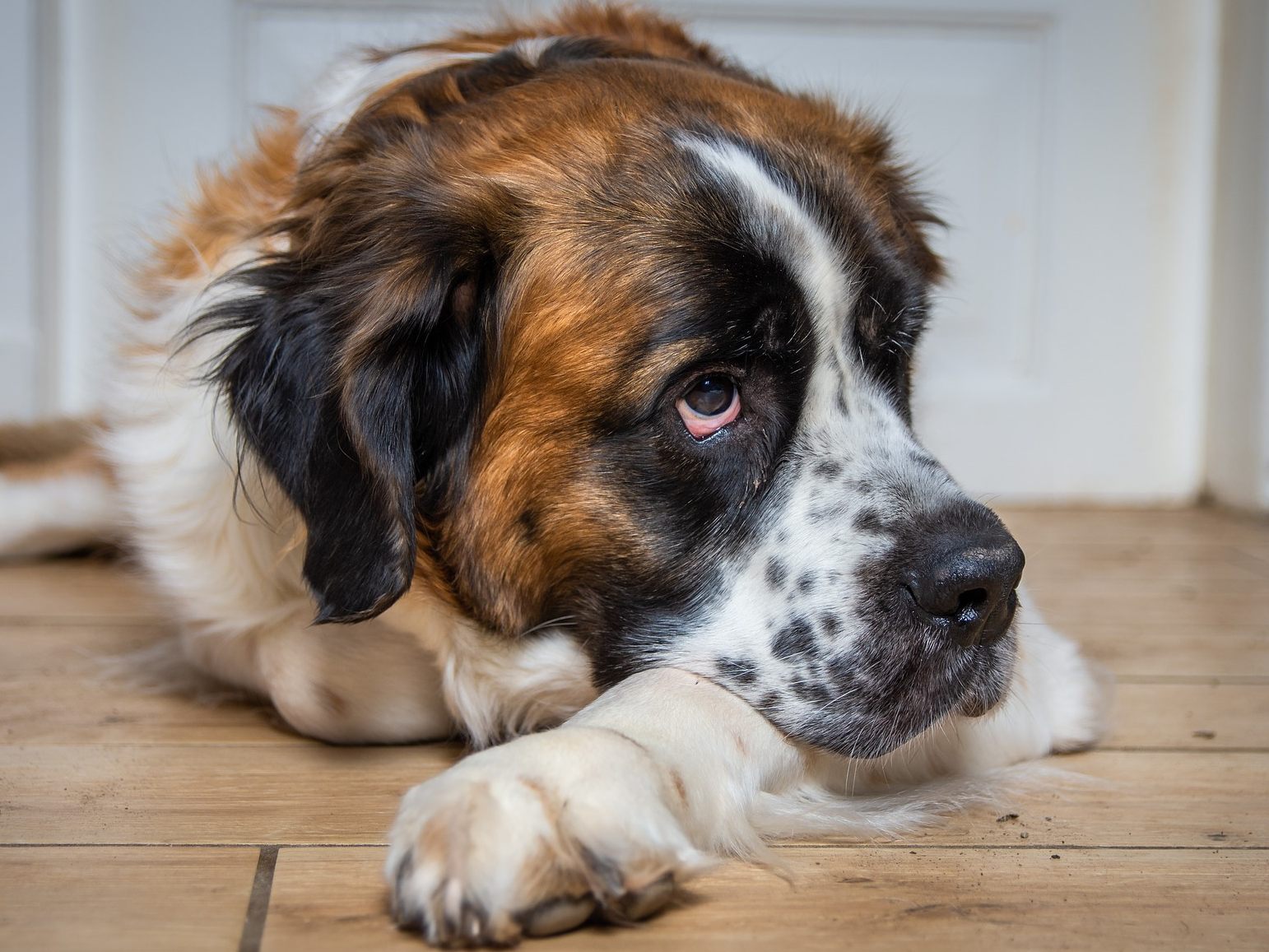 "Hercules" ist als Bernhardiner ein richtiger Brocken von einem Hund. (Symbolbild) "Hercules" ist als Bernhardiner ein richtiger Brocken von einem Hund. (Symbolbild)