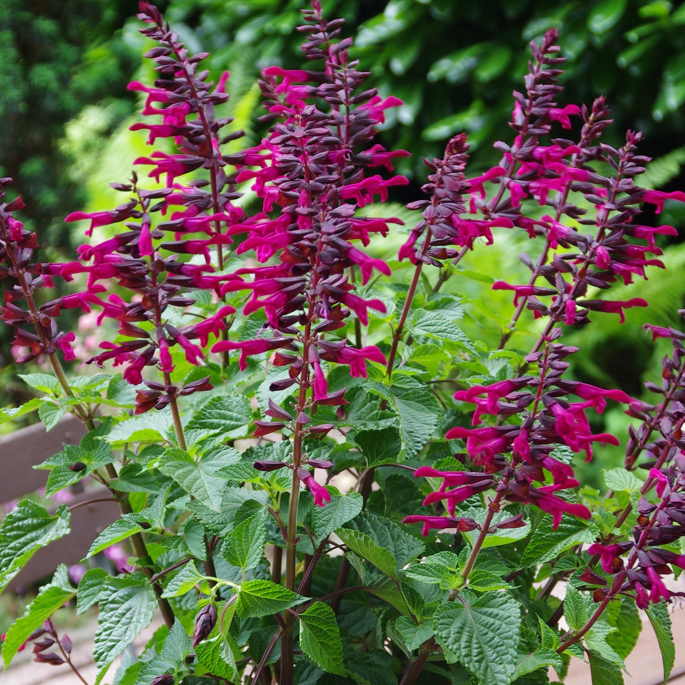 Der Bienensalbei ist die Blume des Jahres.