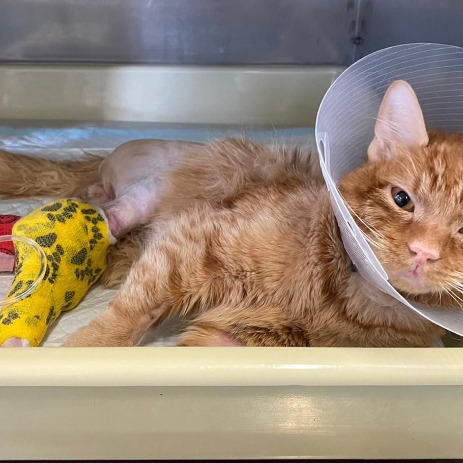 Voller Einsatz für ein Katzenleben: Junger Kater Duman hatte Glück im Unglück