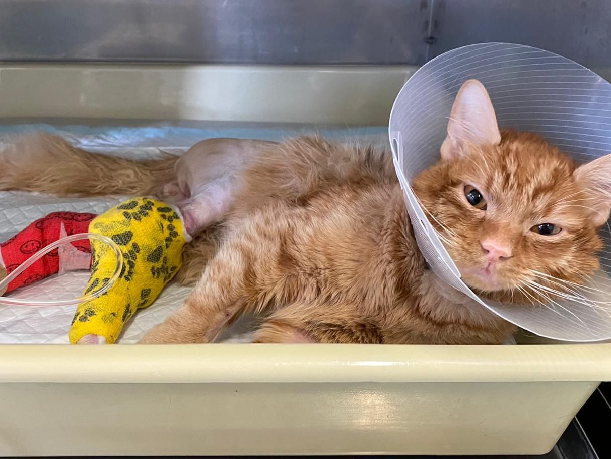 Voller Einsatz für ein Katzenleben: Junger Kater Duman hatte Glück im Unglück Voller Einsatz für ein Katzenleben: Junger Kater Duman hatte Glück im Unglück
