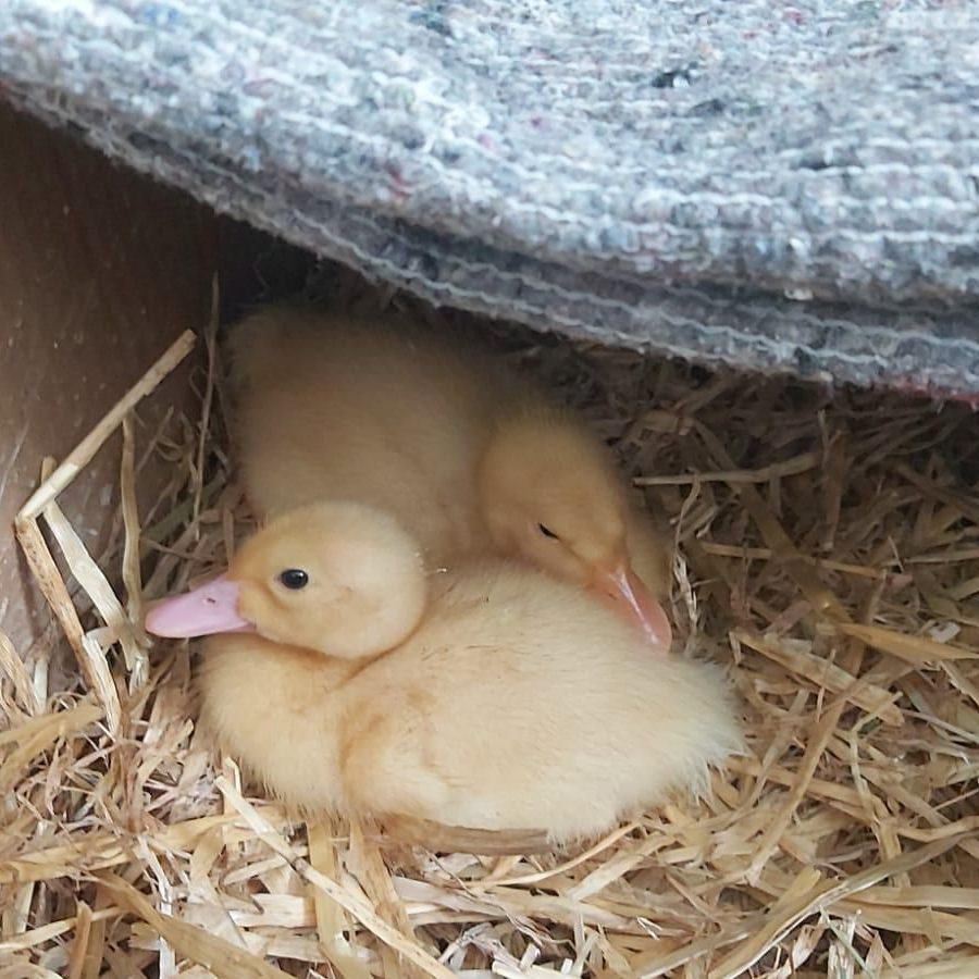 Jungenten in Nöten: Diese beiden blutjunge Enten wurden von Unbekannten am Straßenrand entsorgt