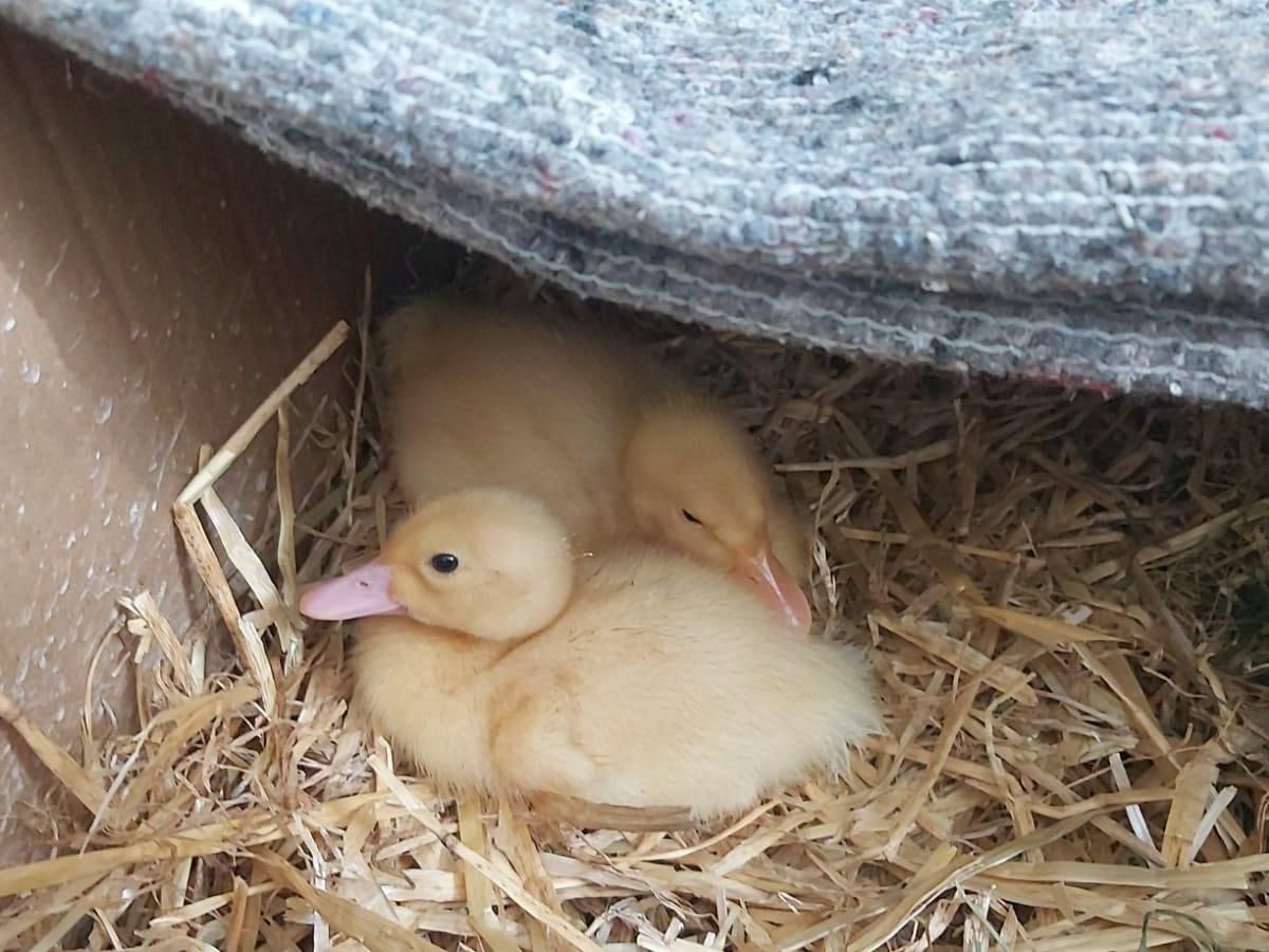 Jungenten in Nöten: Diese beiden blutjunge Enten wurden von Unbekannten am Straßenrand entsorgt